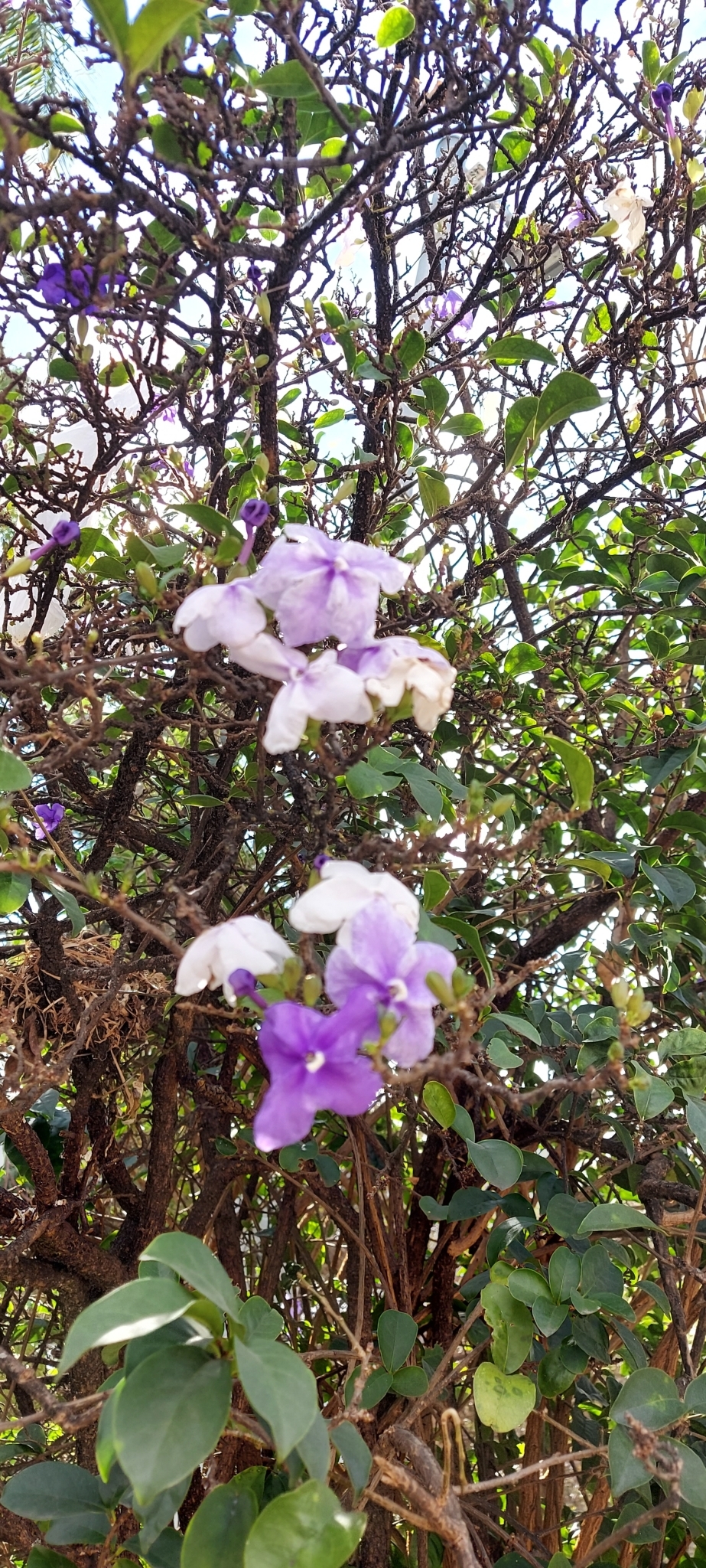 Photo of Brazil raintree (8/8)