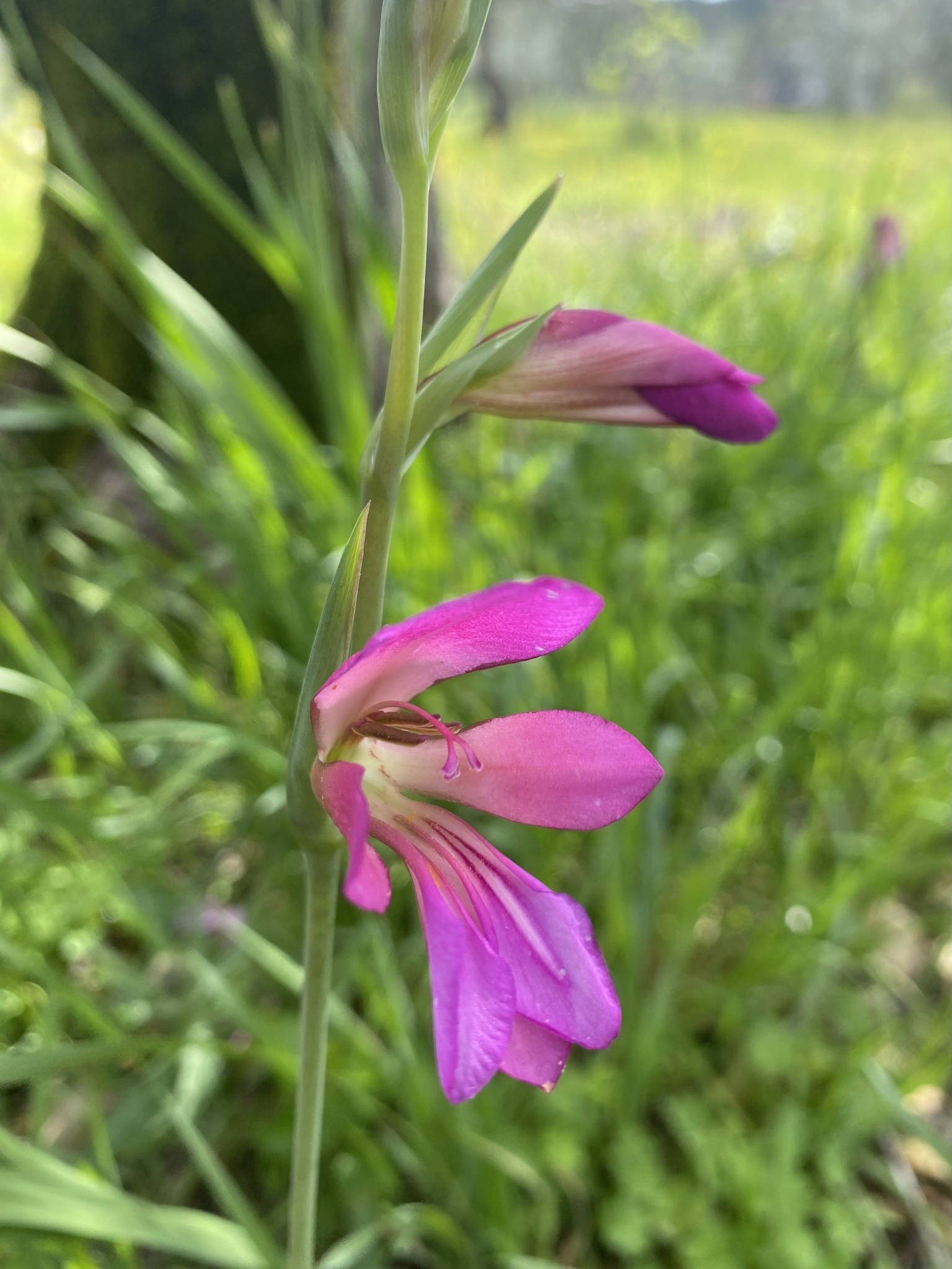 Photo of Field Gladiolus (3/12)