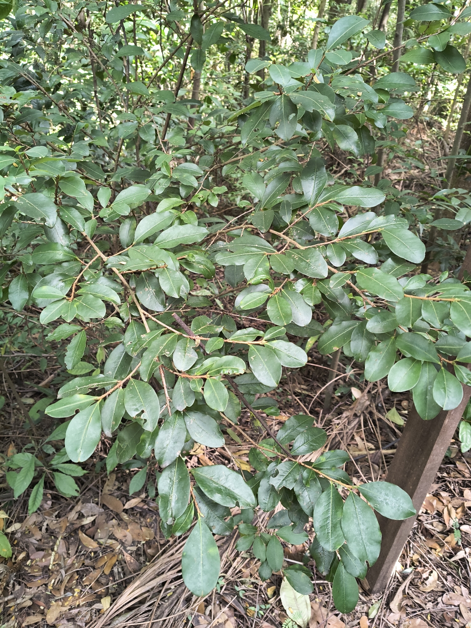 Photo of Psidium rufum (7/7)