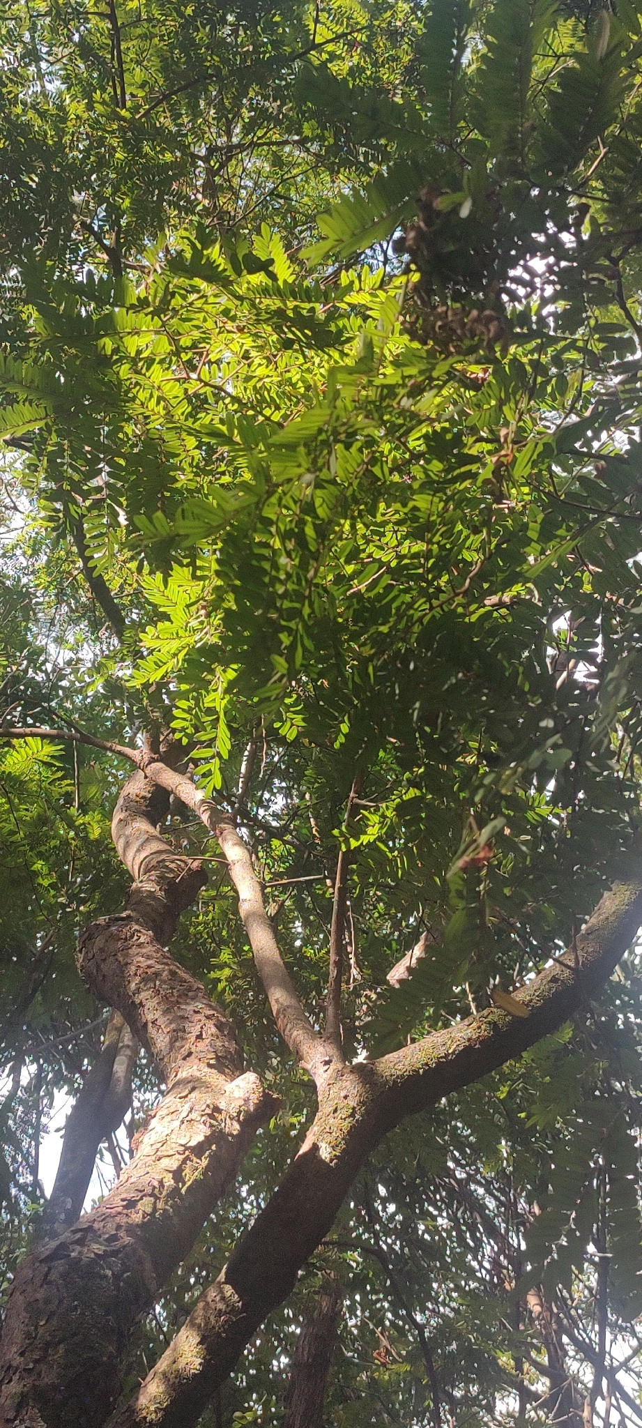 Photo of Dalbergia villosa (10/11)