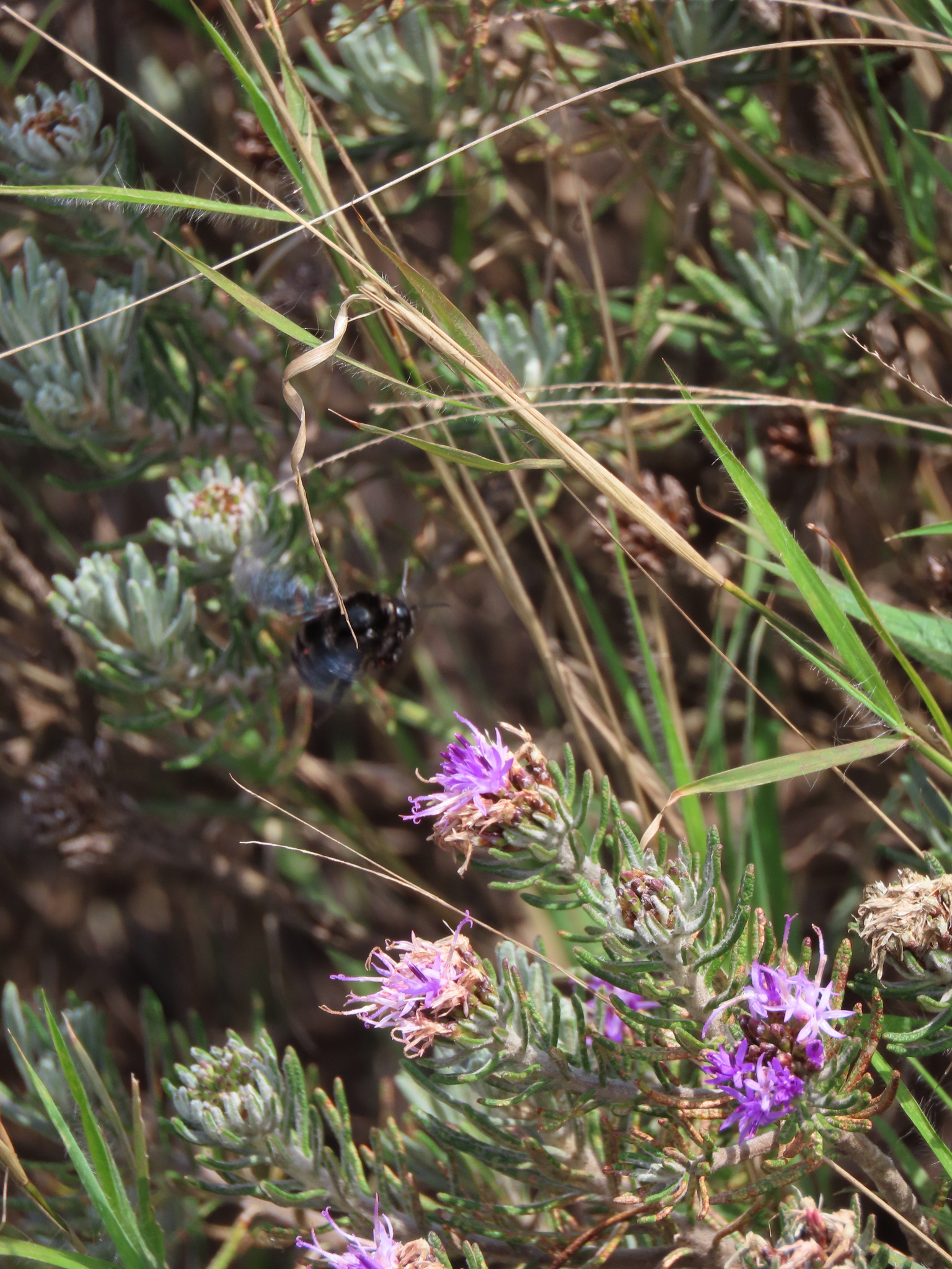 Photo of Lychnophora pinaster (12/12)
