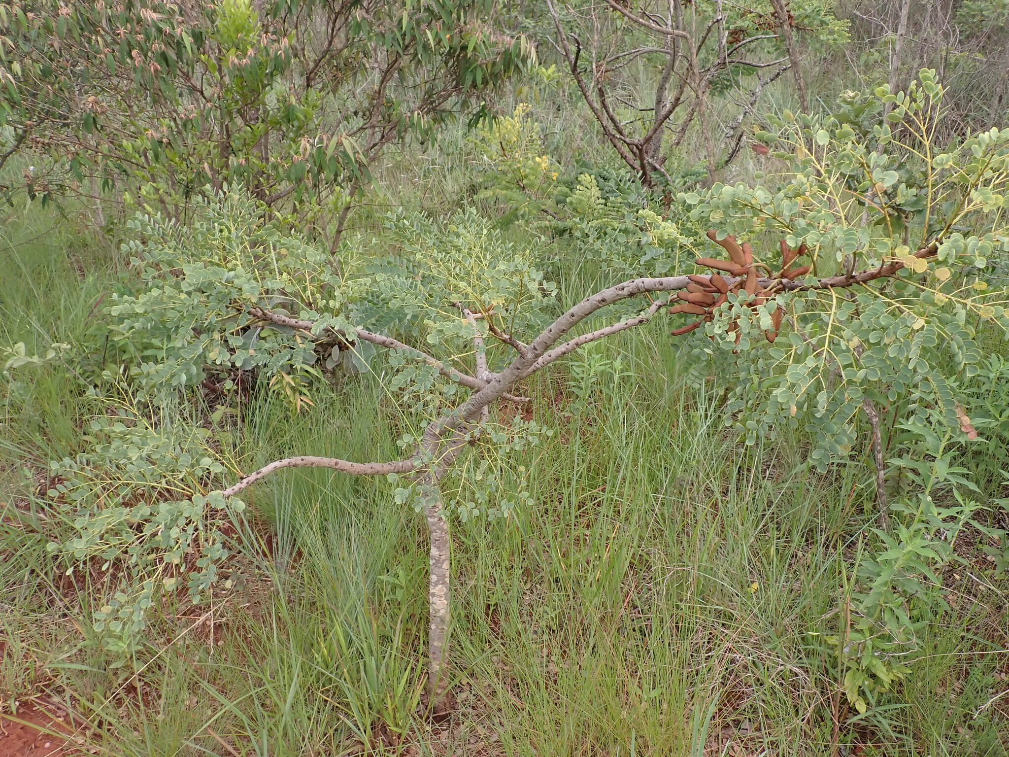 Photo of Stryphnodendron adstringens (3/9)