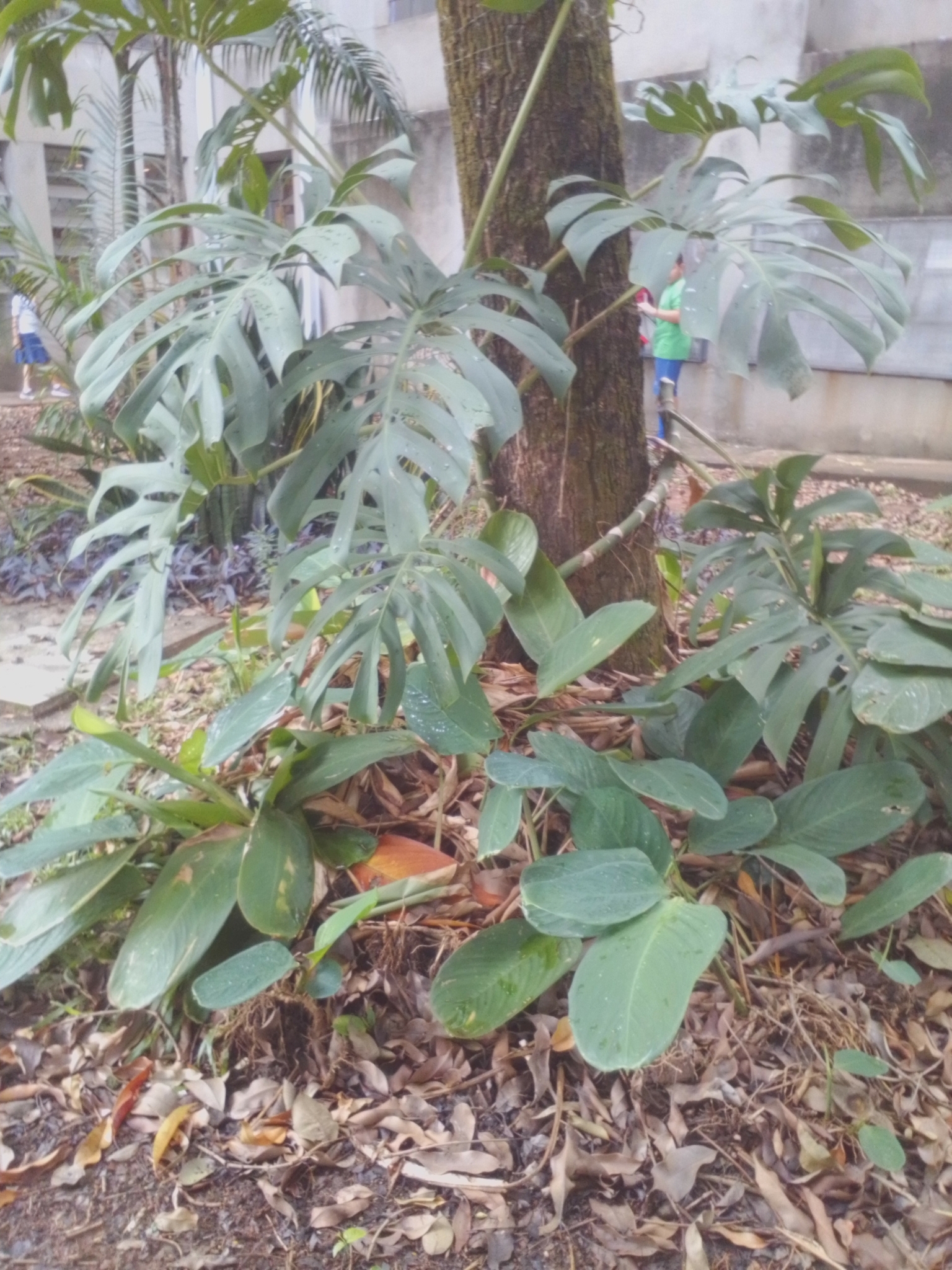 Photo of Swiss Cheese Plant (1/12)
