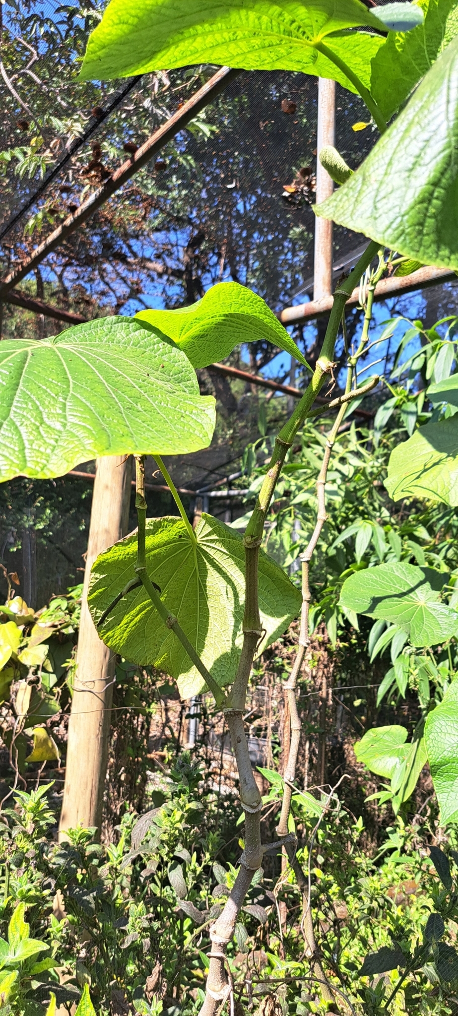 Photo of pariparoba (4/7)