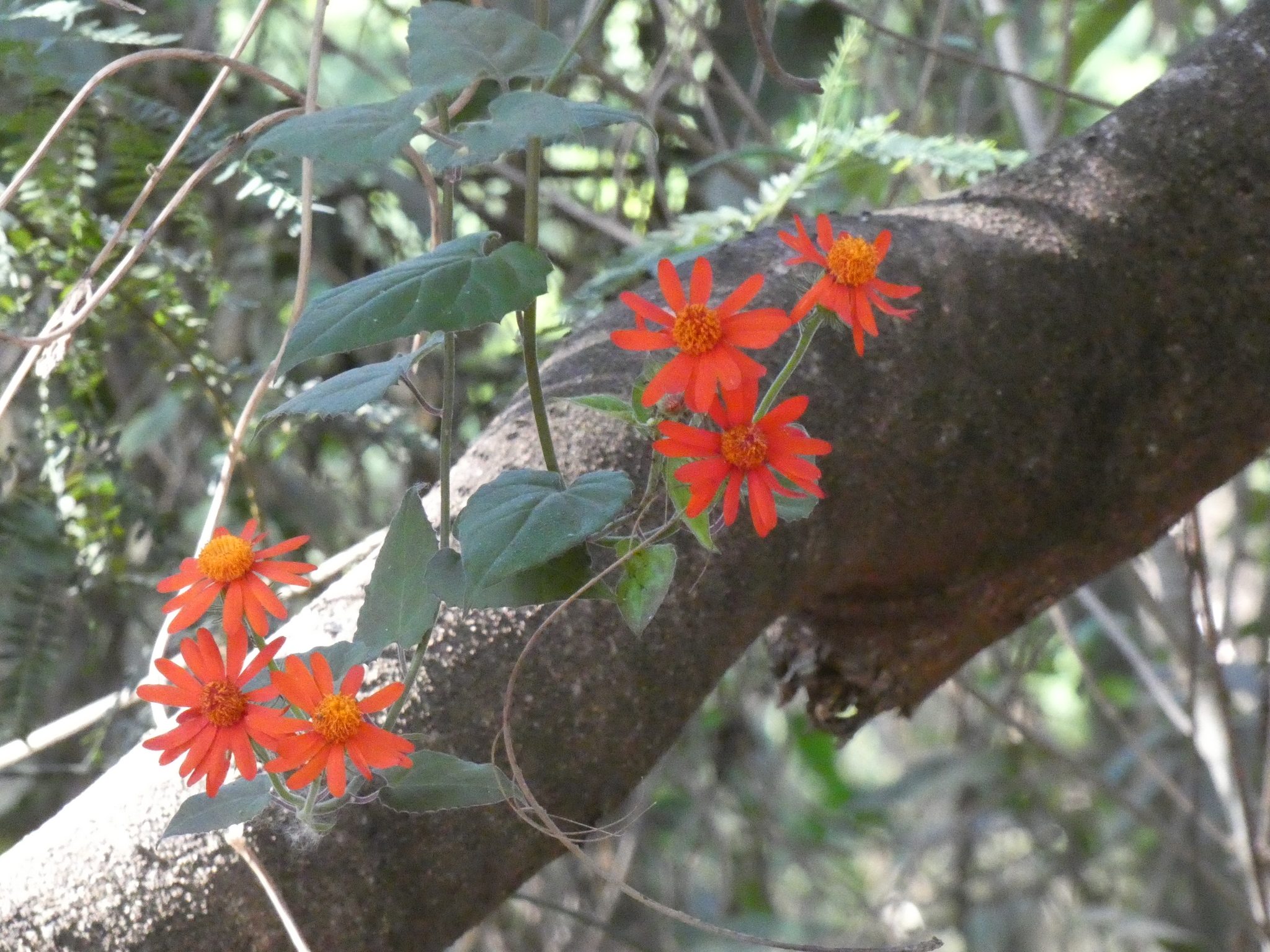 Photo of Pseudogynoxys benthamii (3/7)