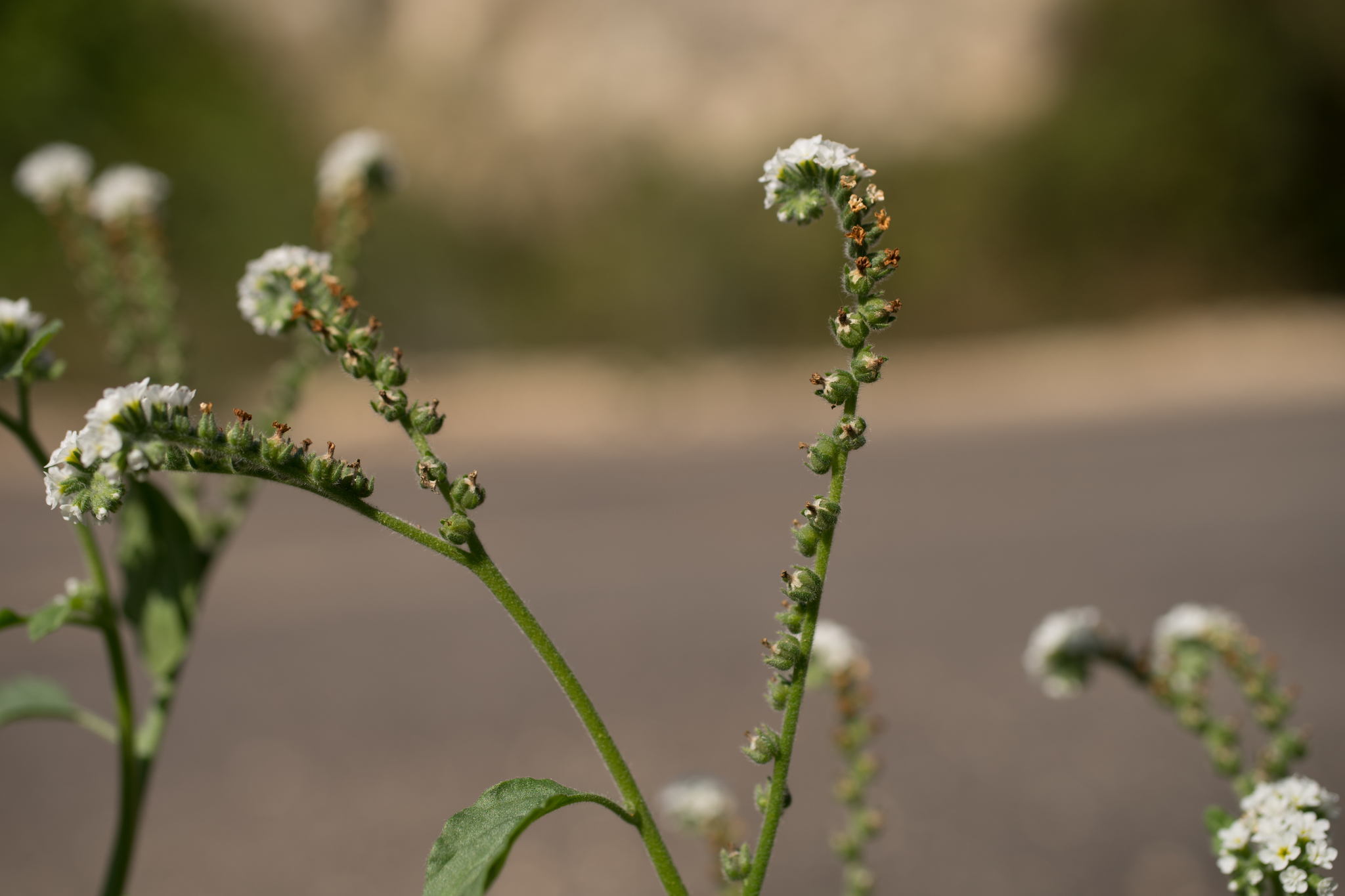 Photo of European heliotrope (6/12)
