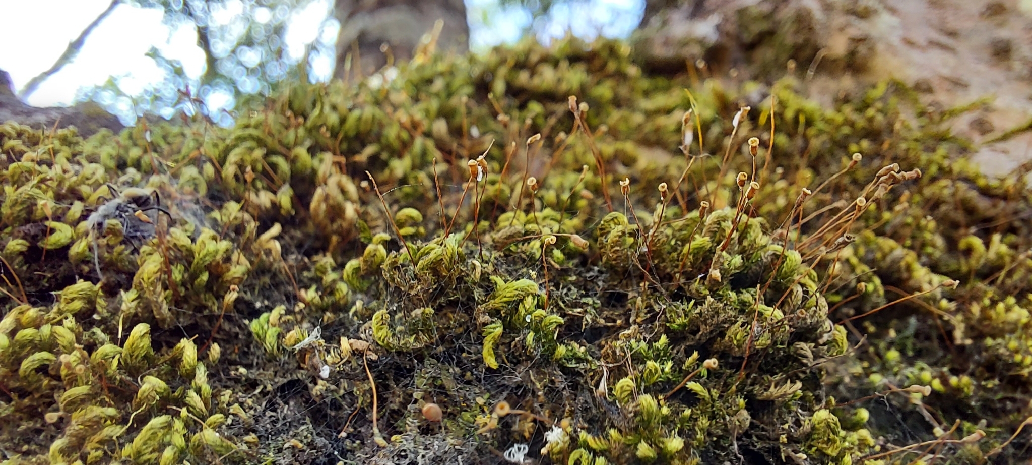 Photo of Bryopsida (1/7)