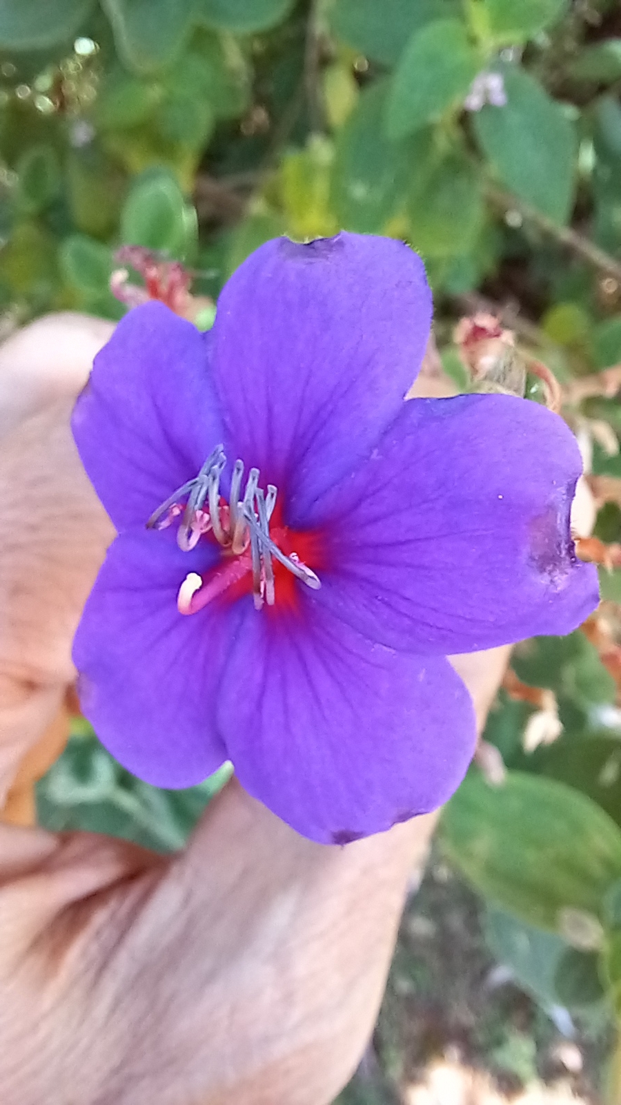 Photo of Tibouchina (2/5)