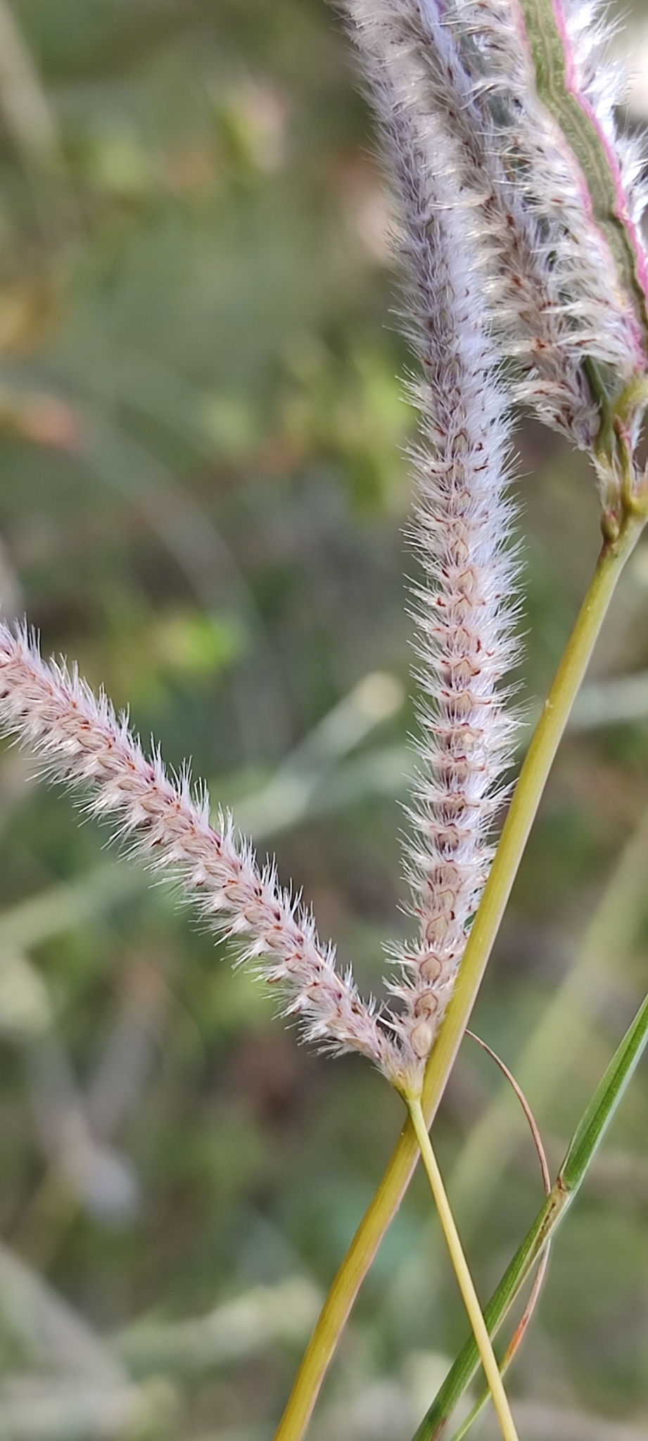 Photo of Paspalum eucomum (1/12)