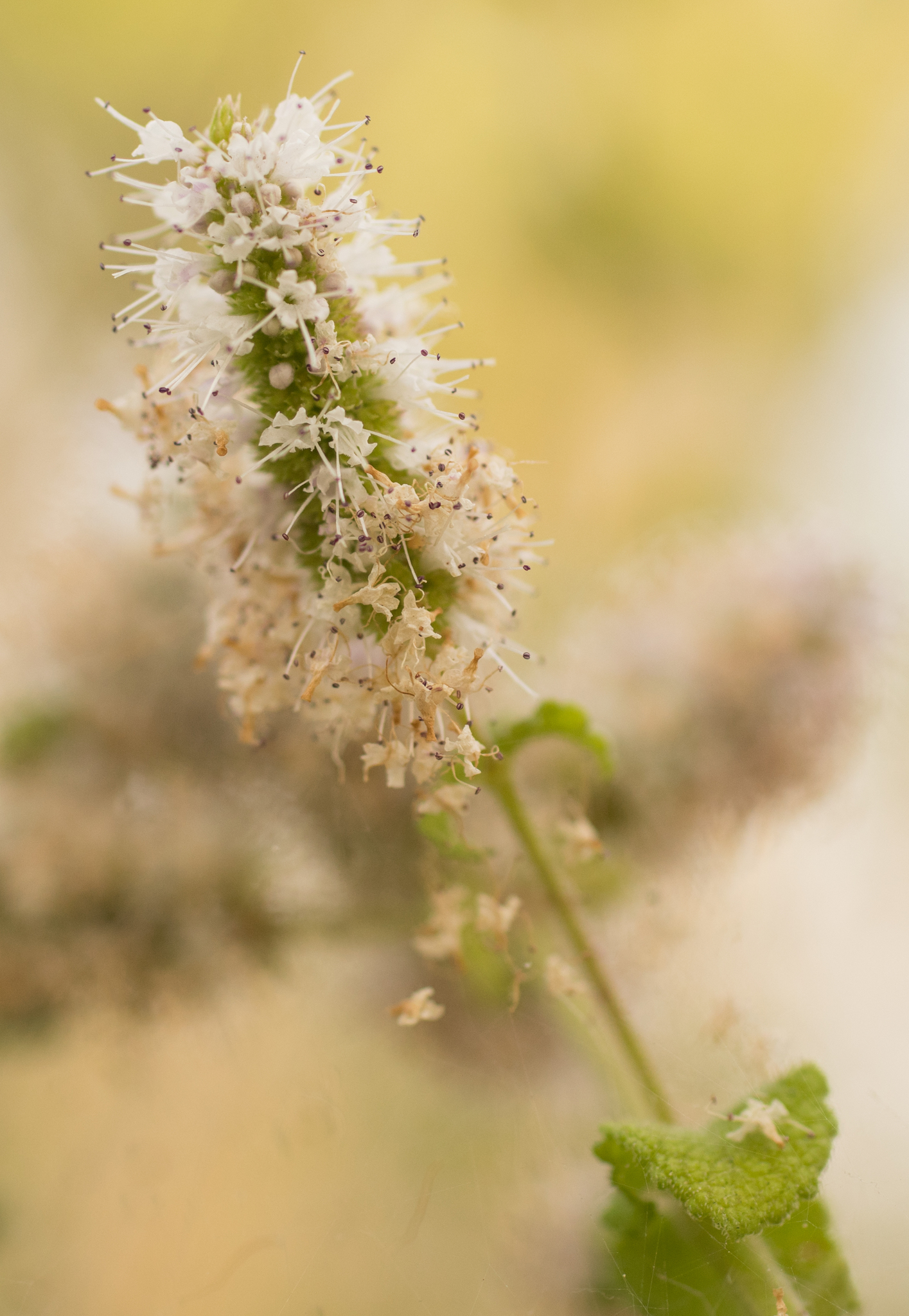 Photo of Apple Mint (9/9)