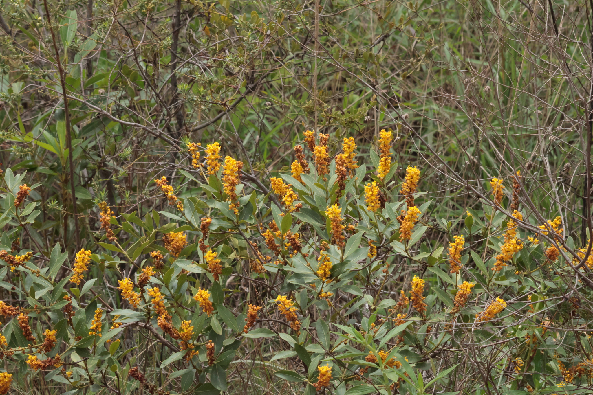 Photo of Byrsonima intermedia (3/11)