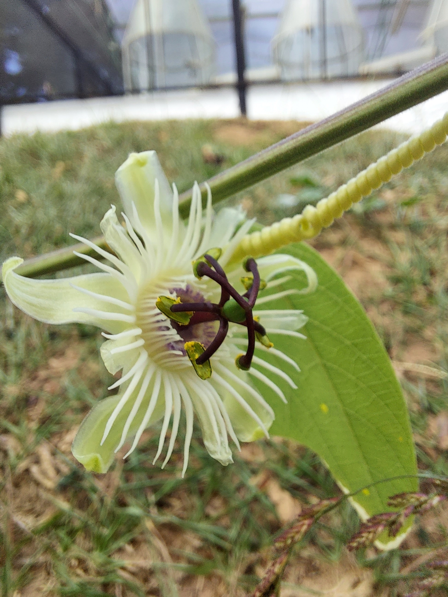 Photo of Passiflora pohlii (2/6)