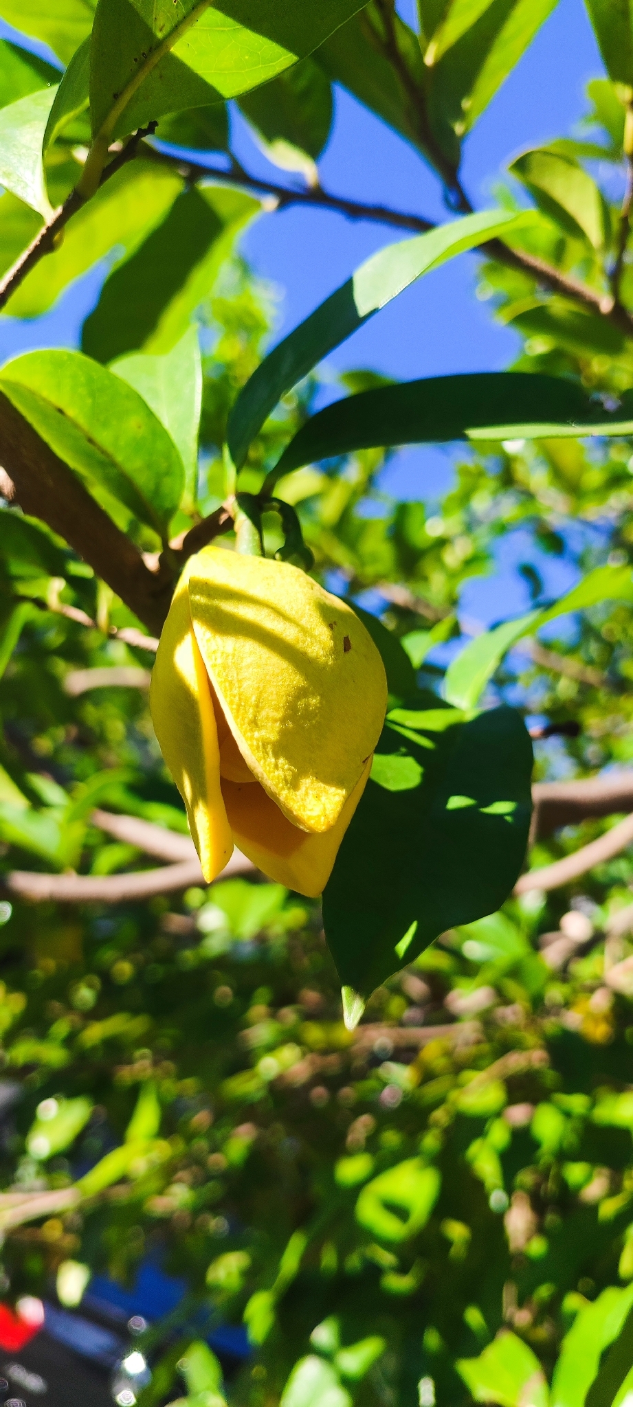Photo of Soursop (9/11)