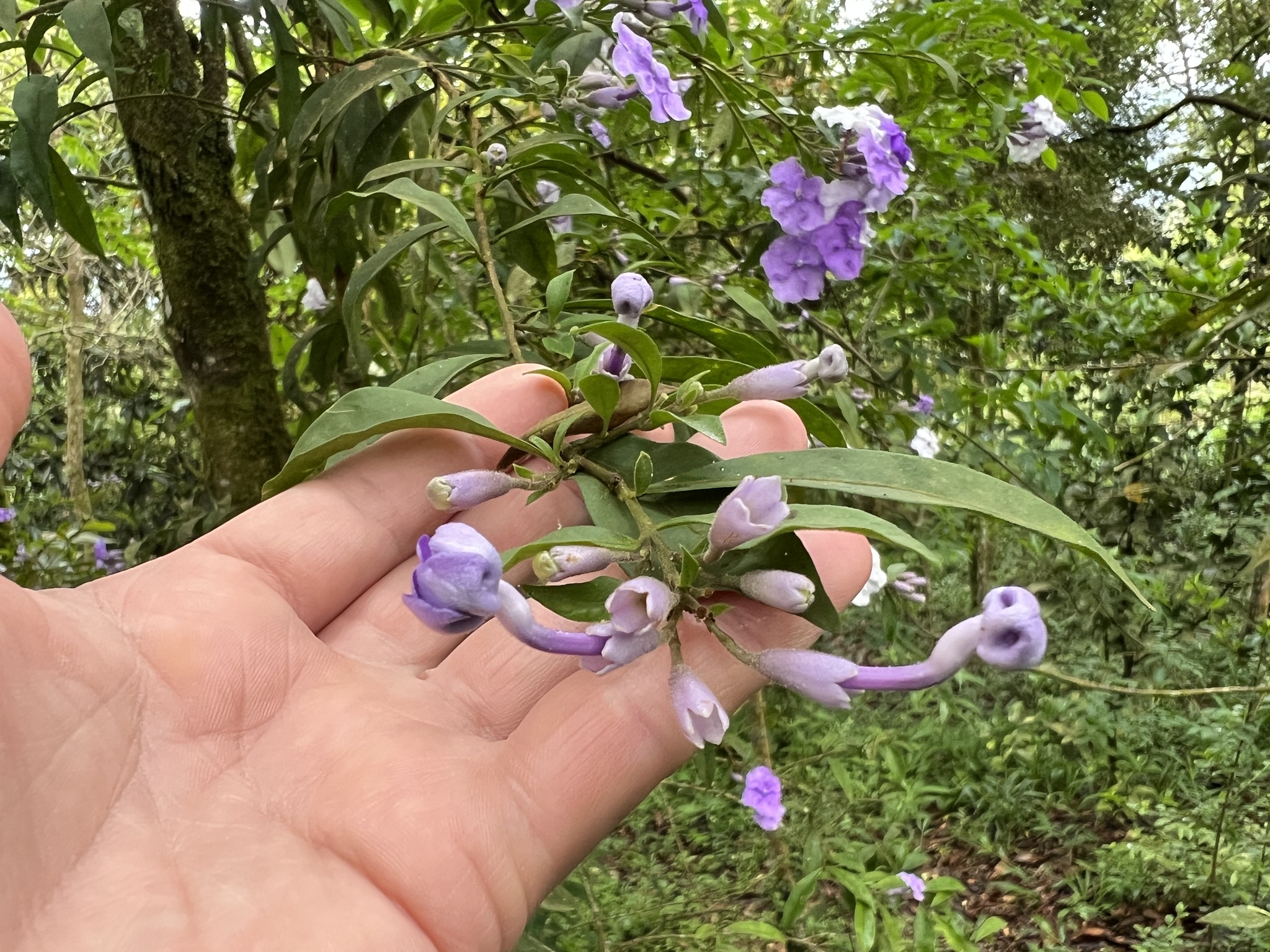 Photo of Angiospermae (4/8)