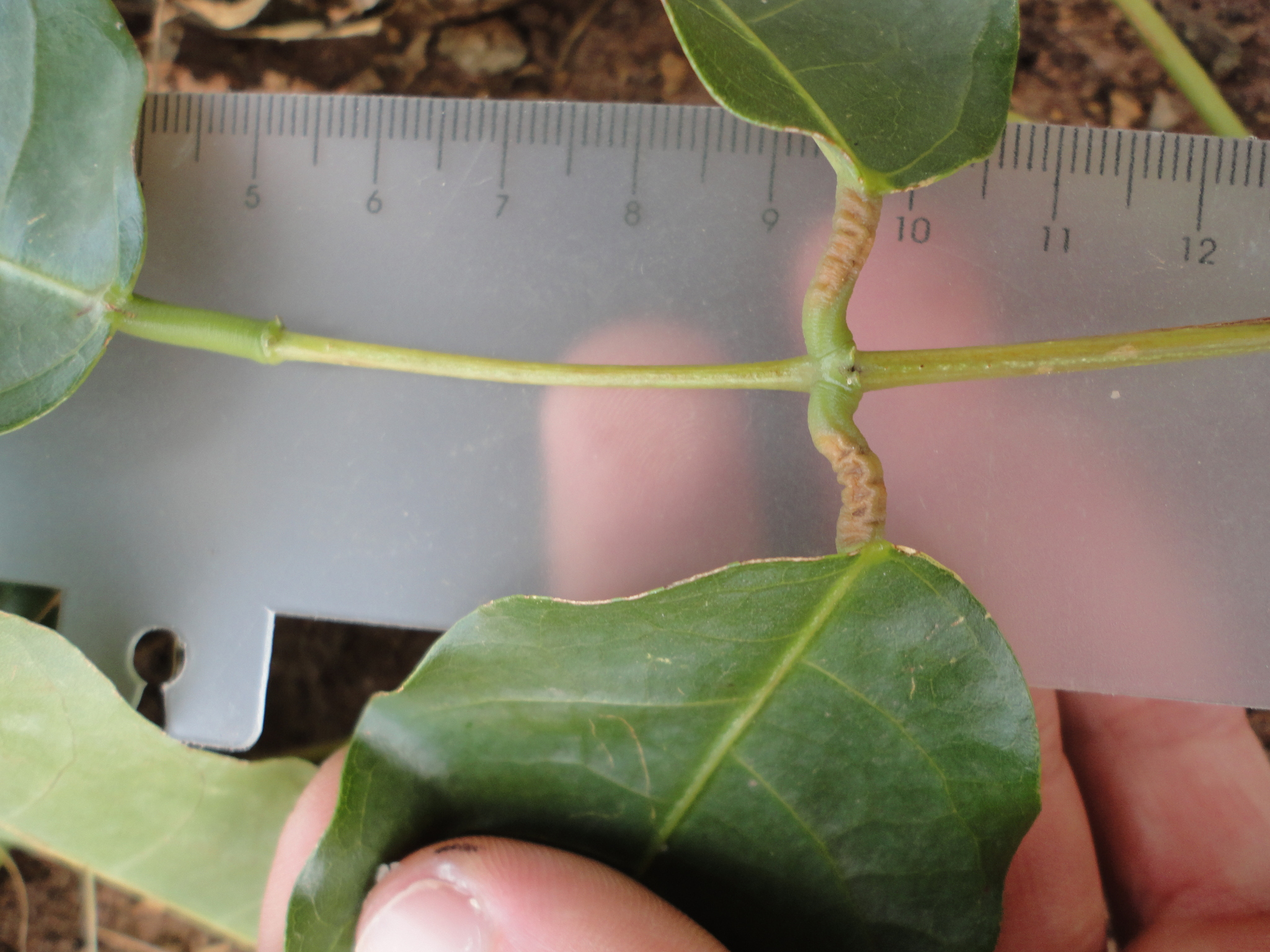Photo of Erythrina (6/6)