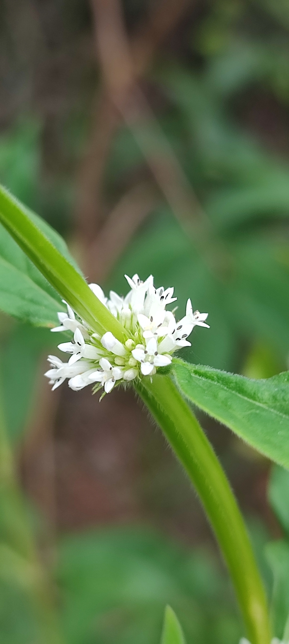 Photo of shrubby false buttonweed (5/12)