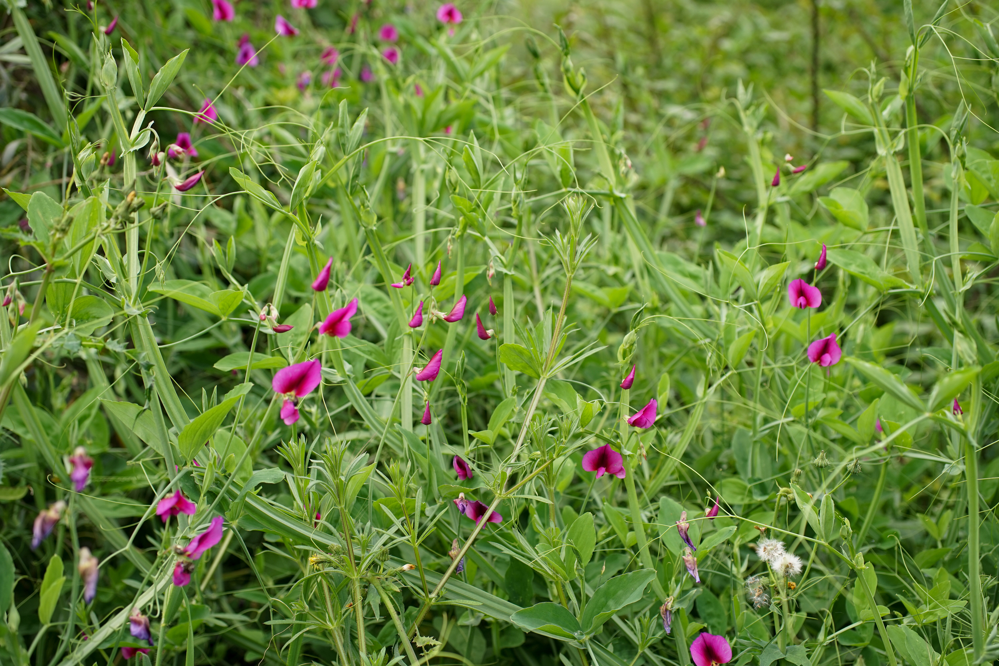 Photo of Tangier Pea (8/11)