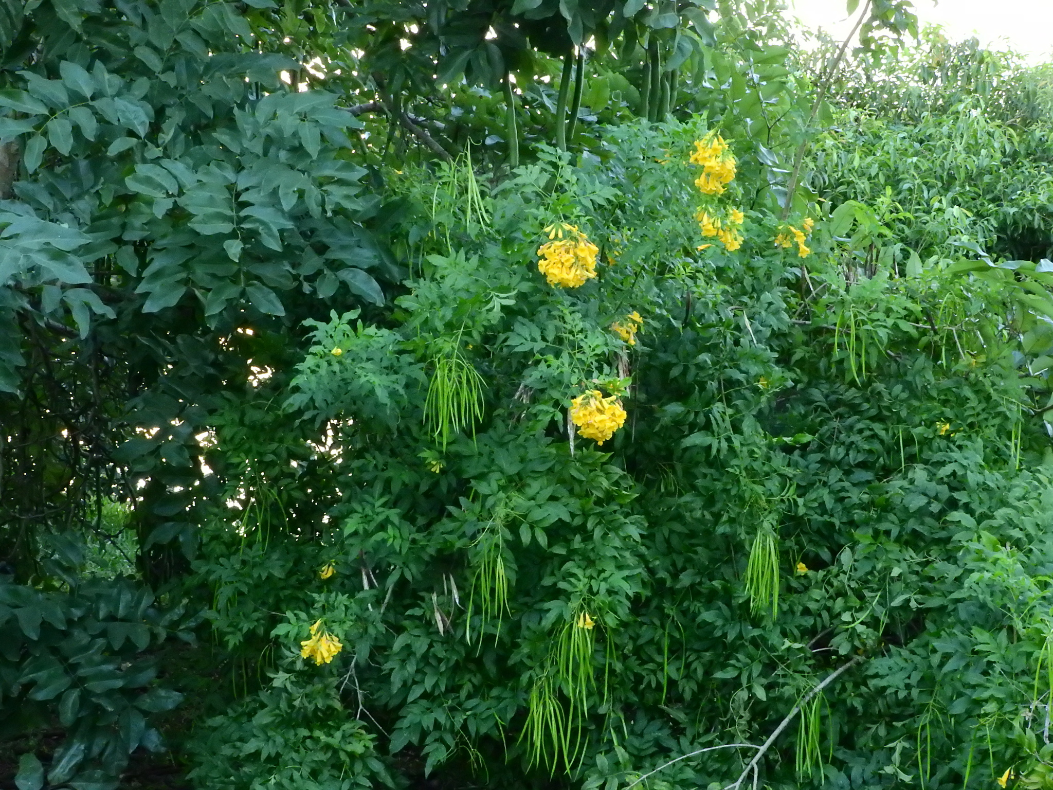 Photo of yellow trumpet flower (4/8)