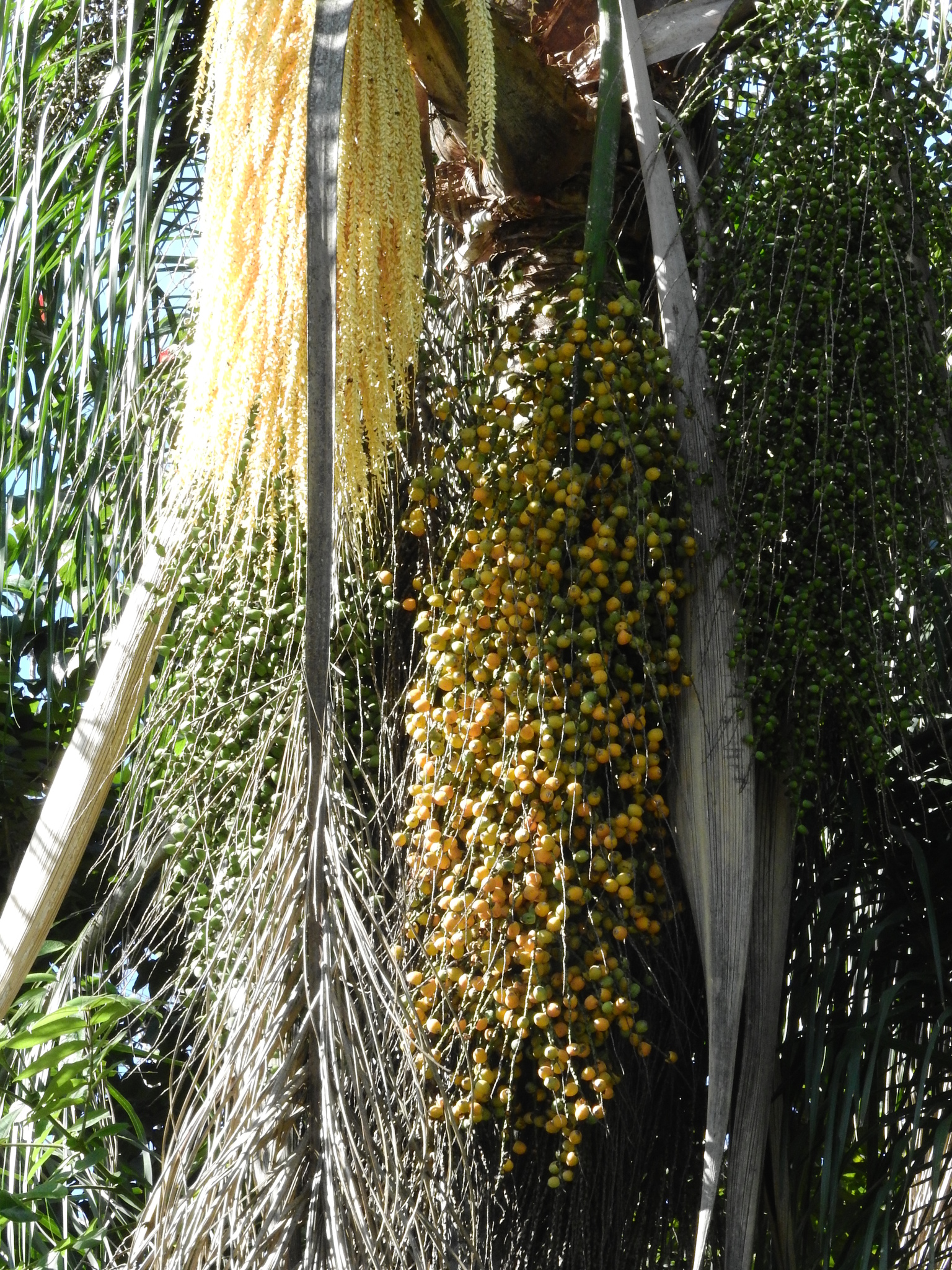 Photo of Queen palm (10/12)