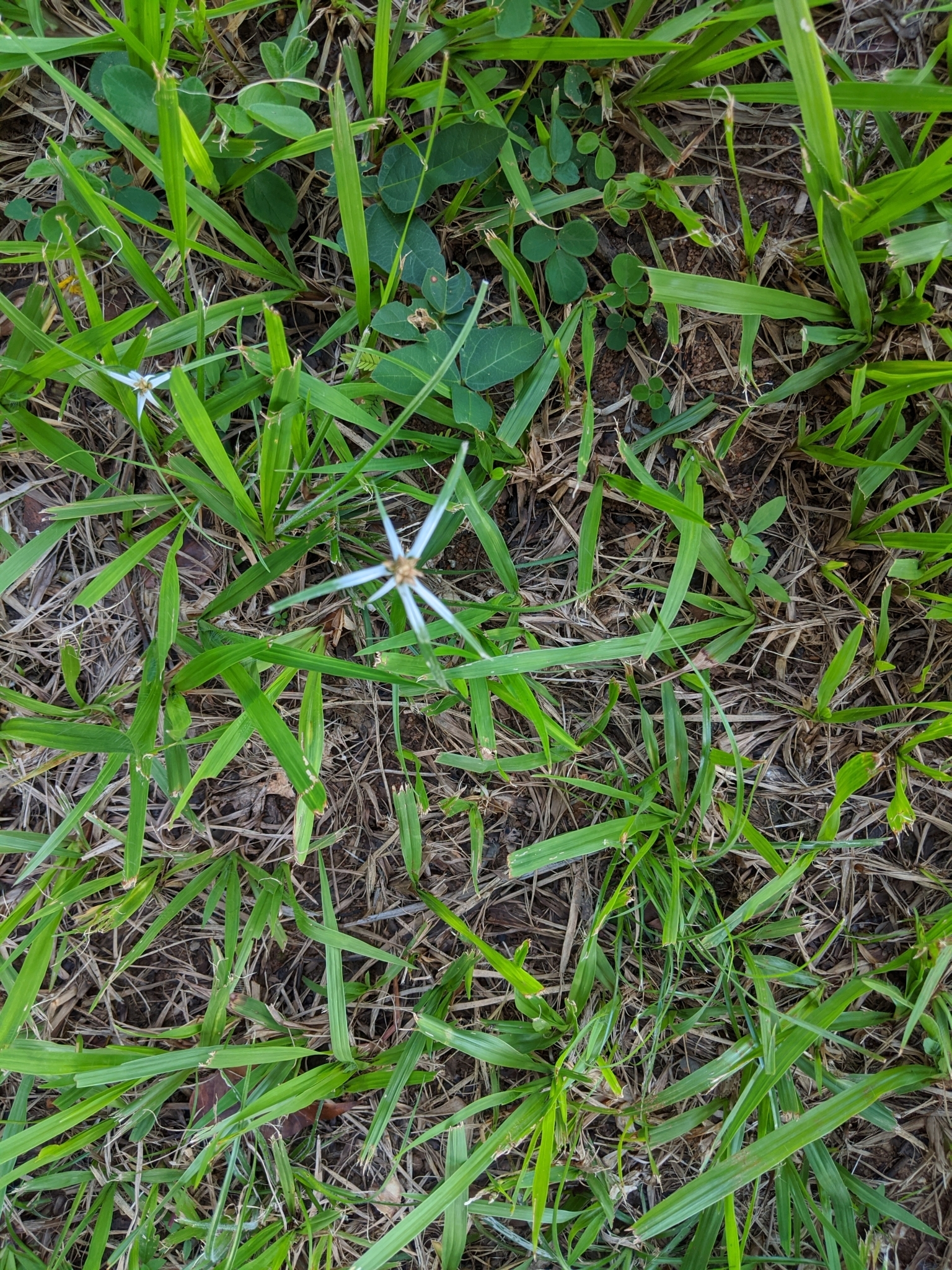Photo of yerba de estrella (11/11)