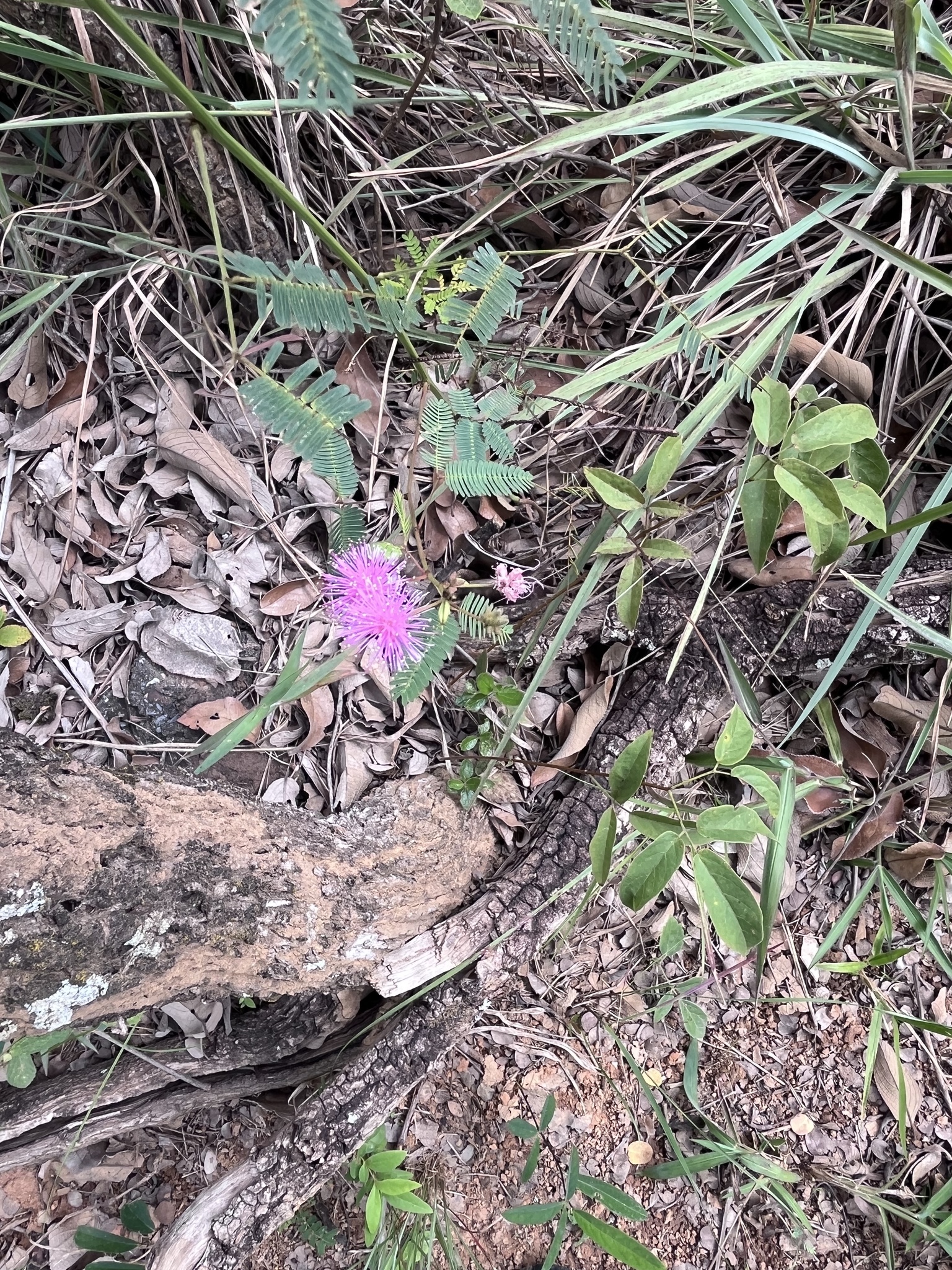 Photo of Sensitive Plant (1/12)