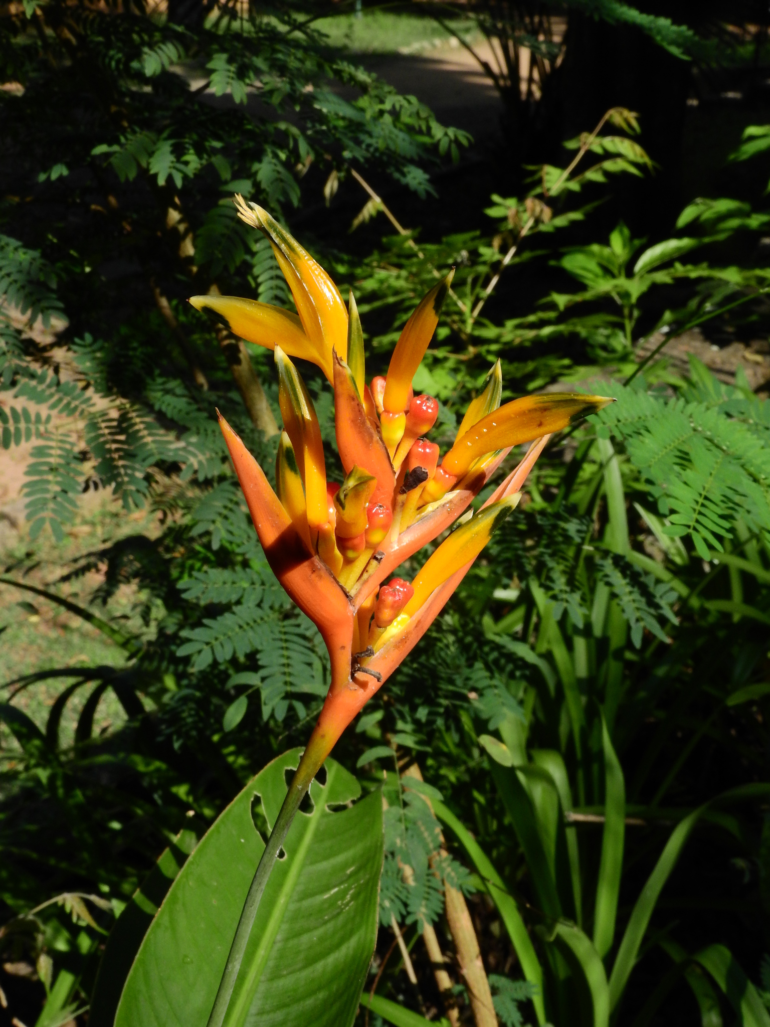 Photo of Parrot's Beak (11/11)