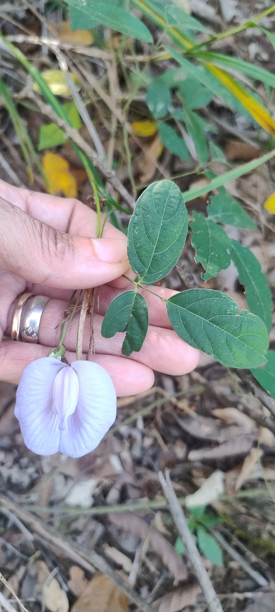 Photo of butterfly pea (2/9)