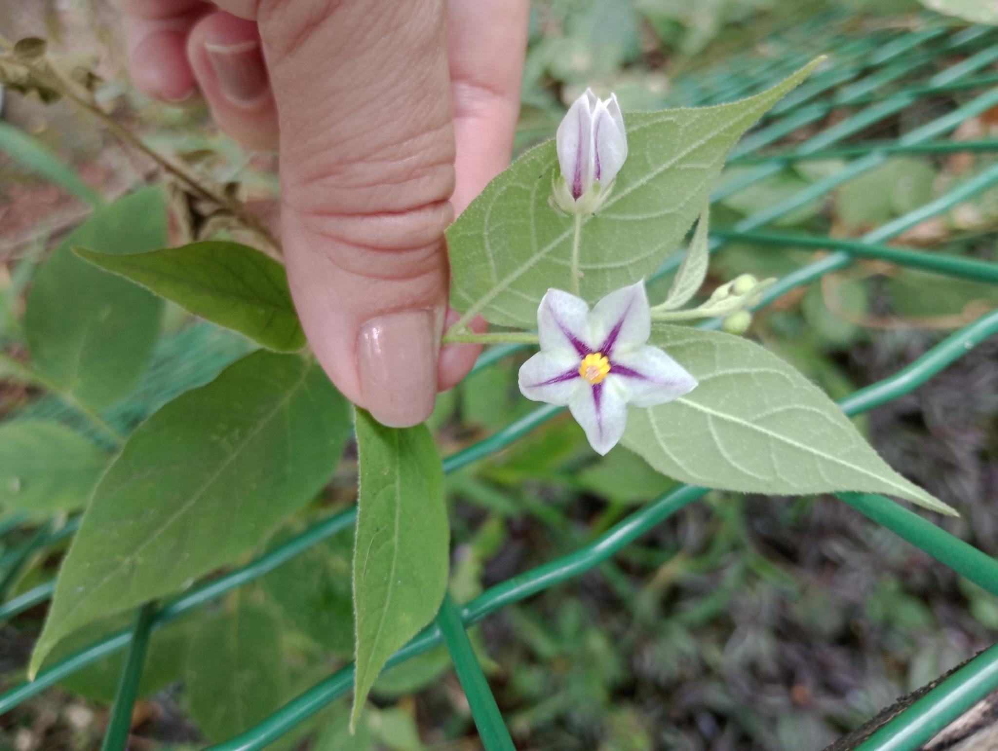 Photo of Solanum didymum (1/8)