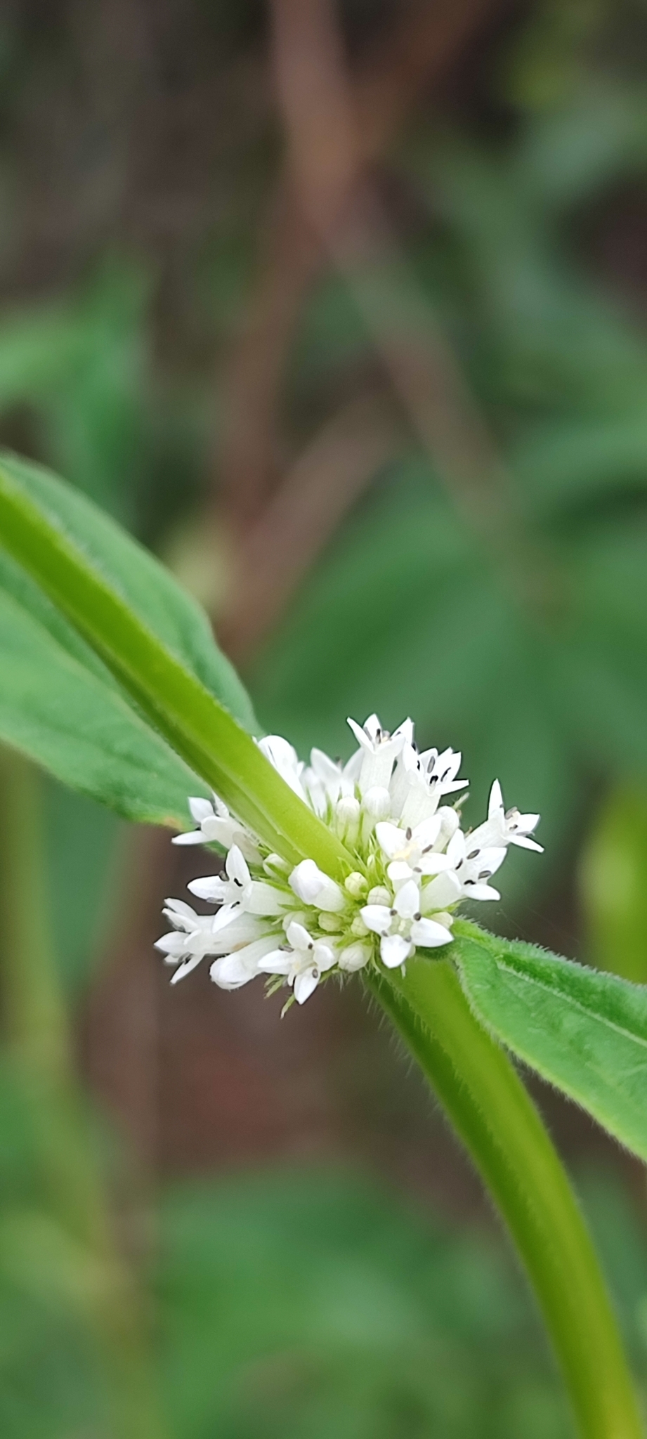 Photo of shrubby false buttonweed (4/12)