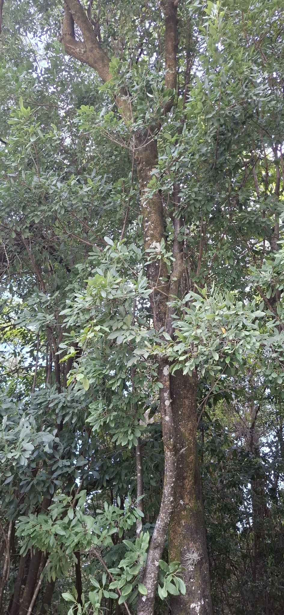 Photo of Aspidosperma tomentosum (12/12)