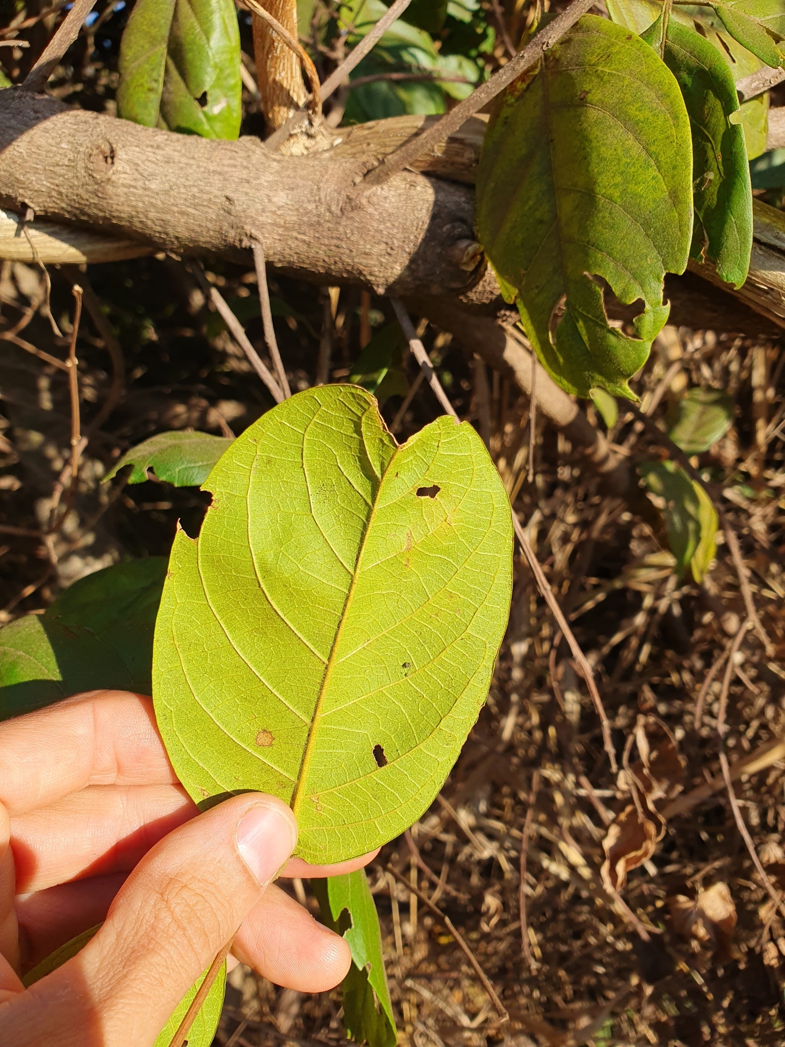 Photo of Combretum fruticosum (2/9)