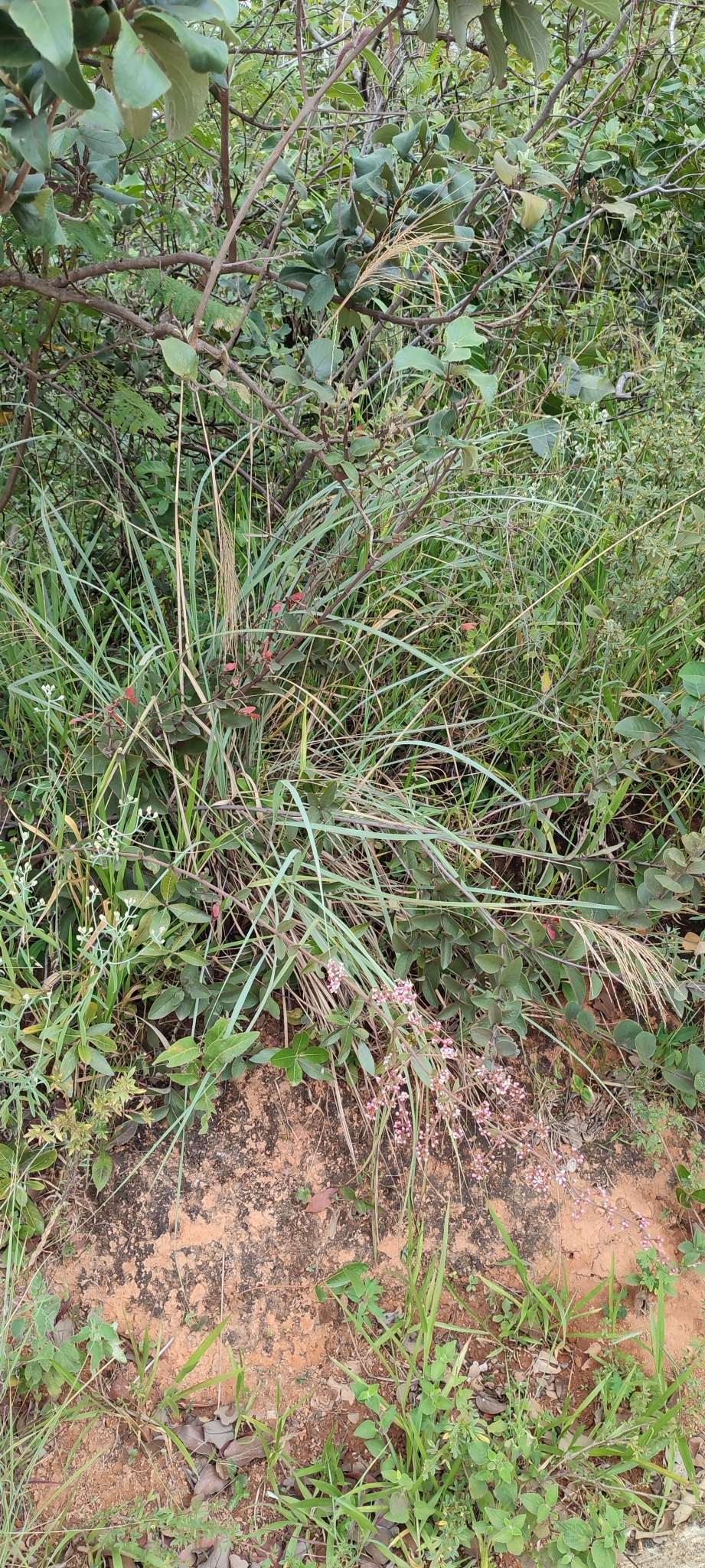 Photo of Heteropterys campestris (1/12)