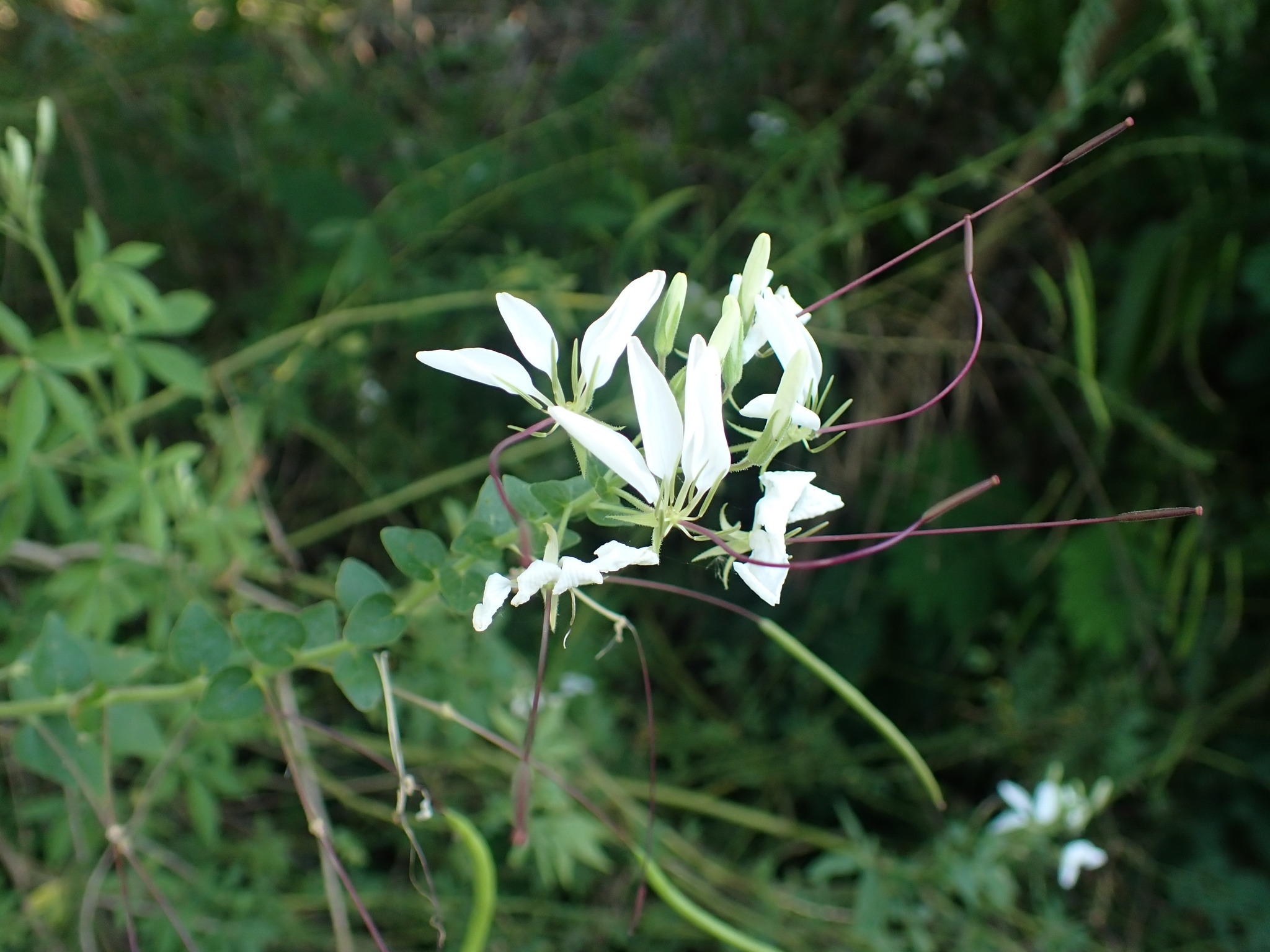 Photo of Spider flower (4/8)