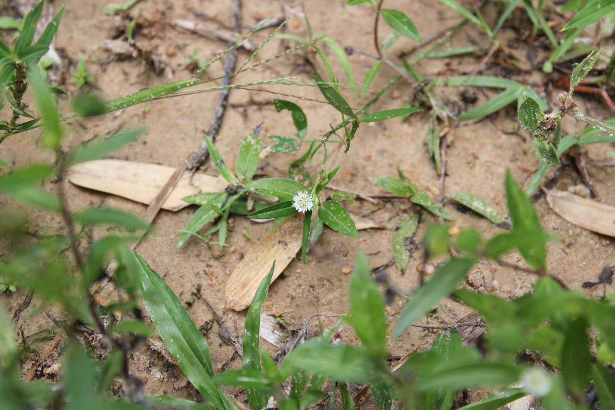 Photo of False Daisy (4/8)