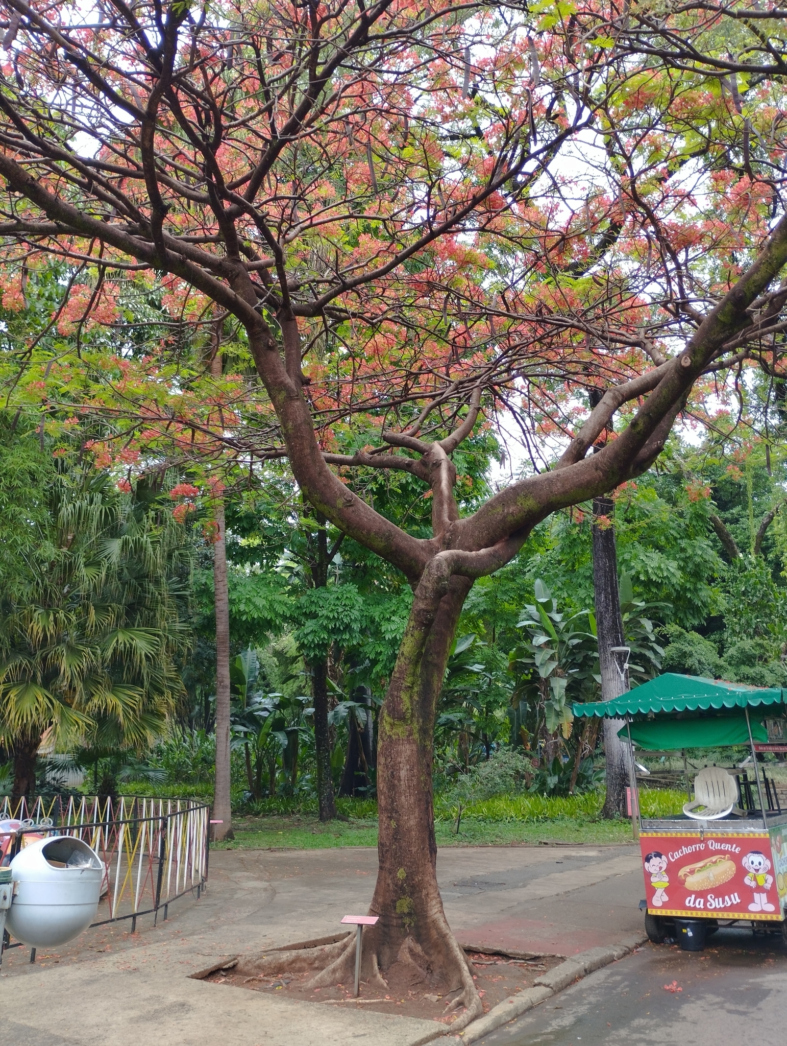Photo of Flamboyant (7/12)