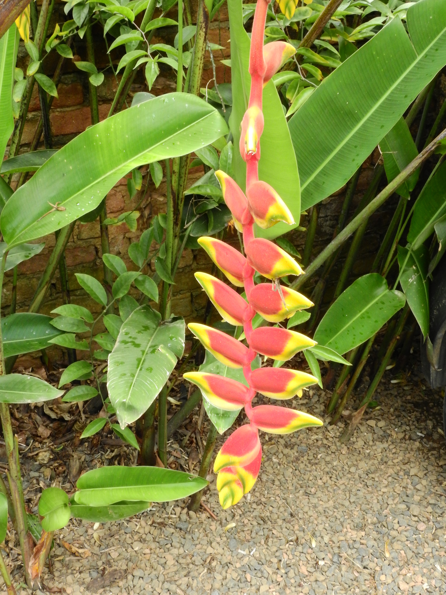 Photo of Hanging Lobster Claw Heliconia (12/12)