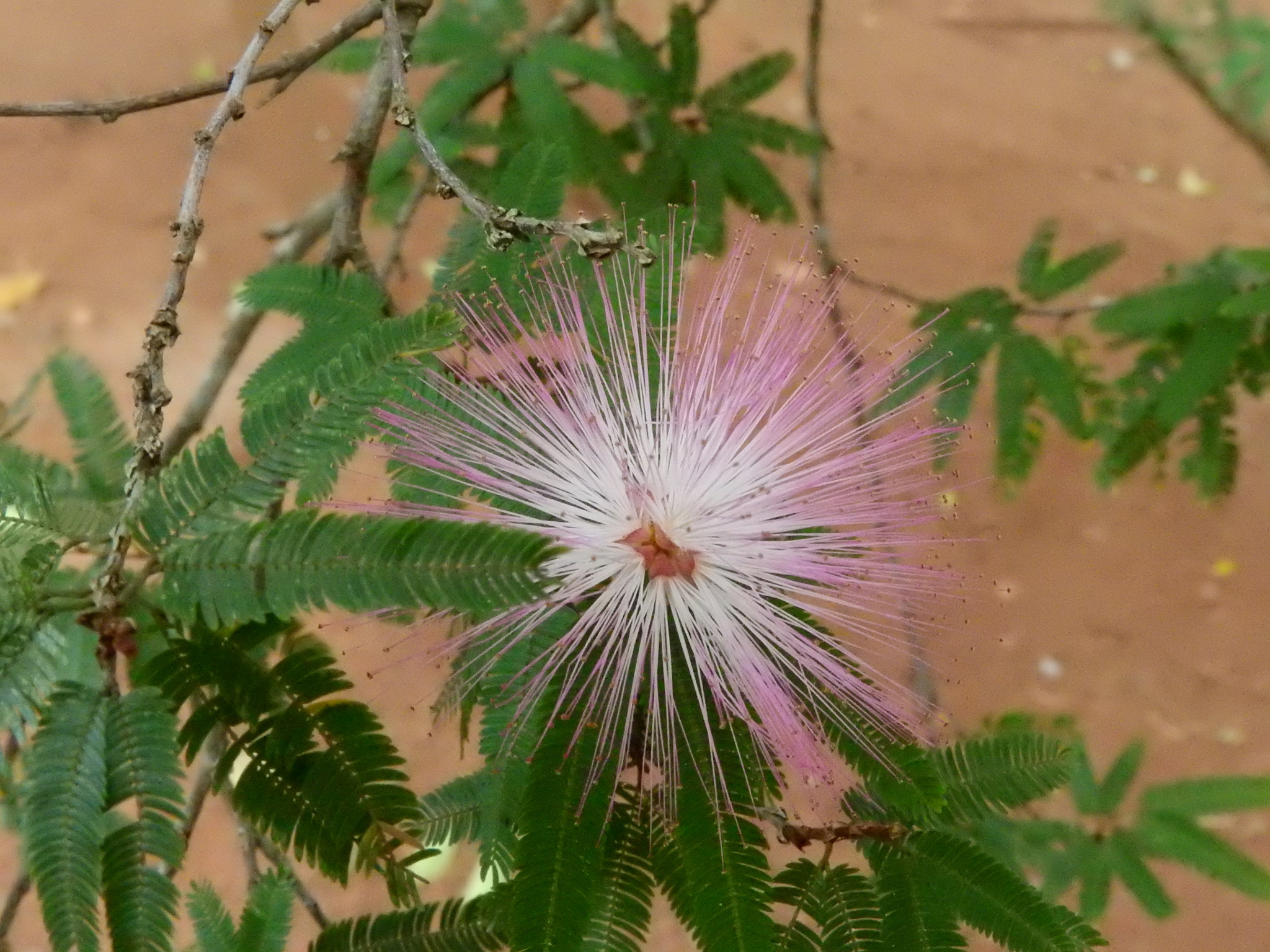 Photo of Pink Powderpuff (7/9)