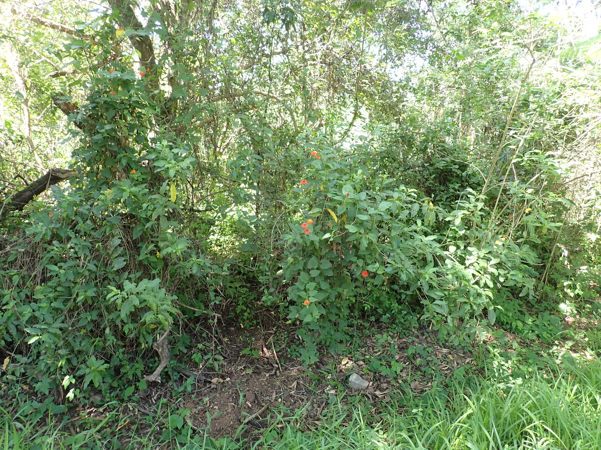 Photo of Pseudogynoxys benthamii (5/7)