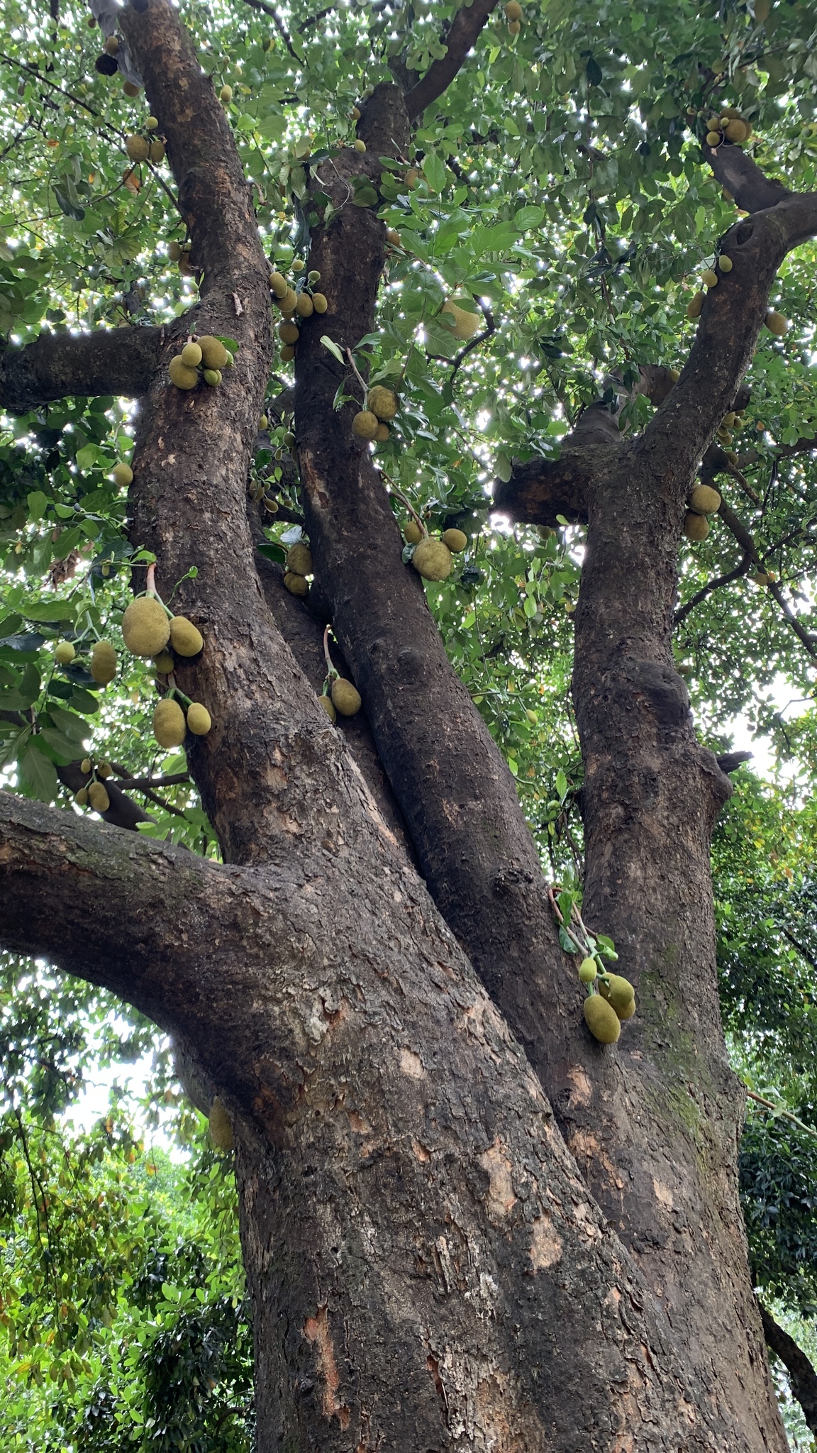 Photo of Jackfruit (2/12)