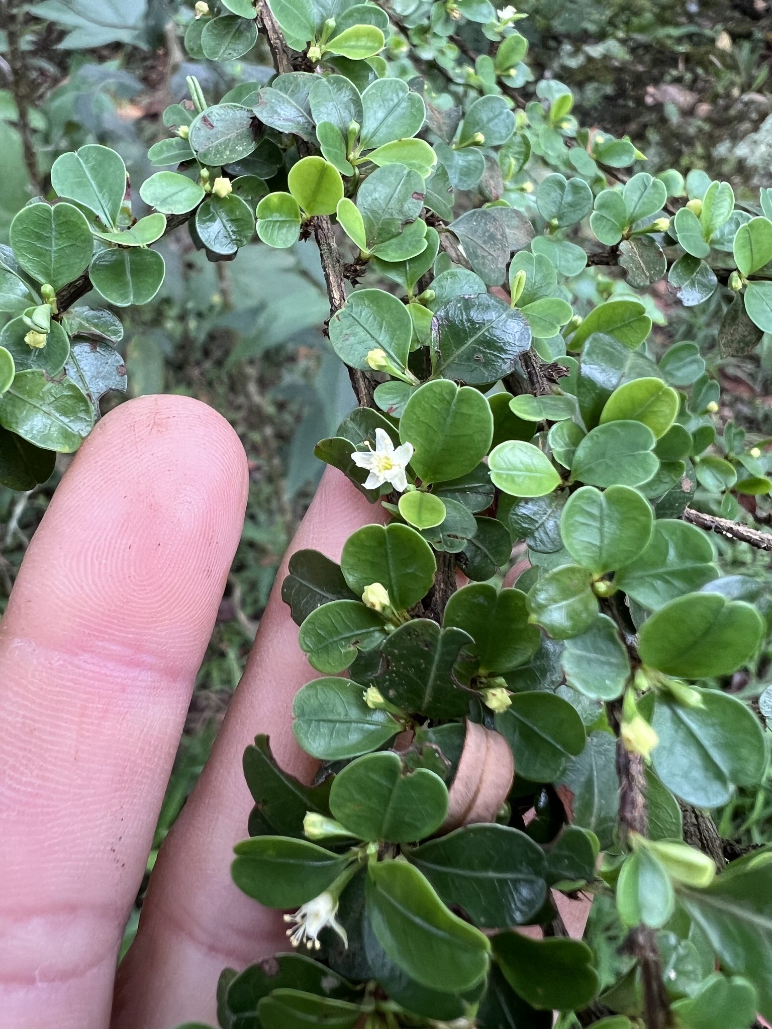 Photo of Erythroxylum (4/8)