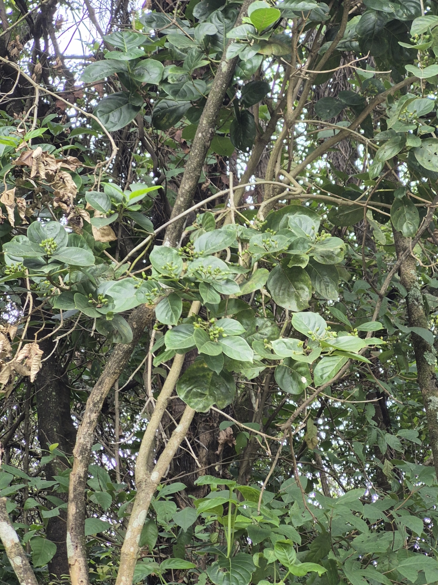 Photo of Coussarea hydrangeifolia (9/9)