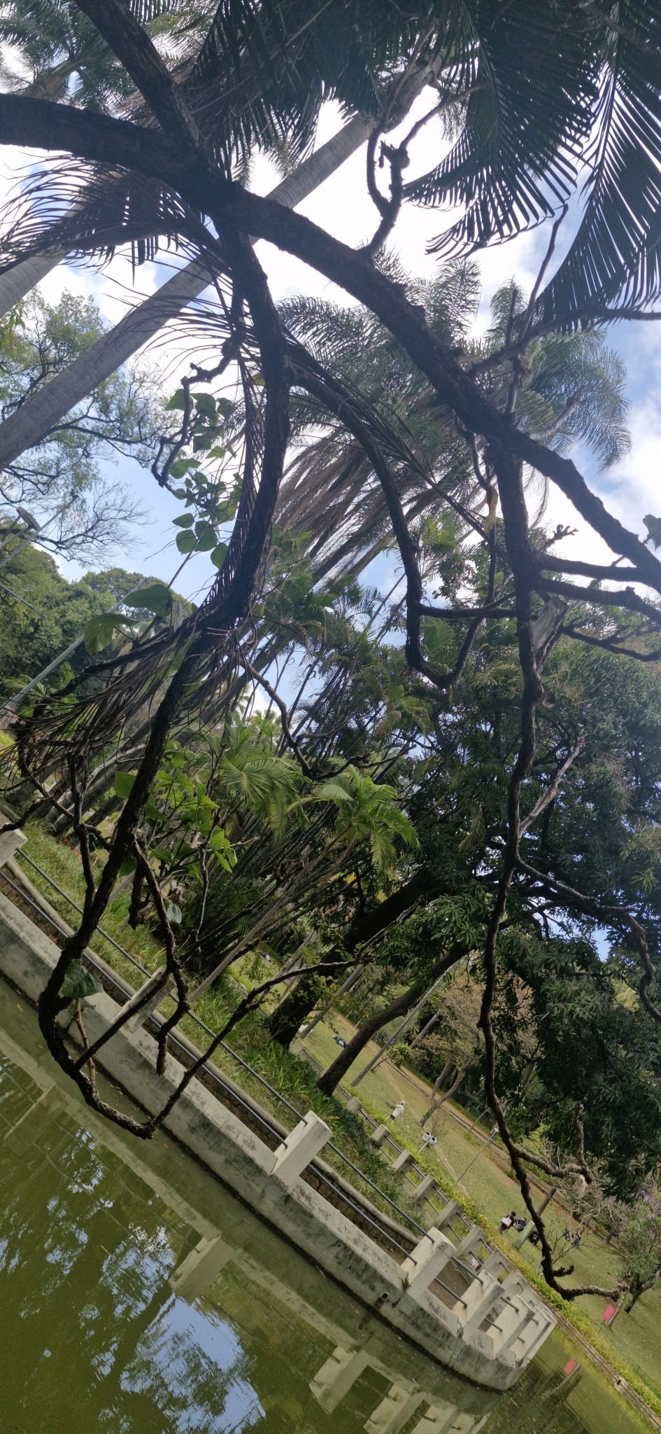 Photo of Magnoliopsida (4/6)