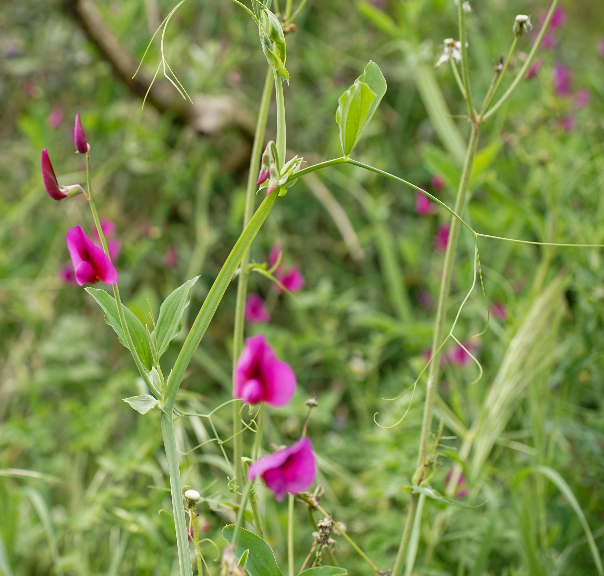Photo of Tangier Pea (2/11)