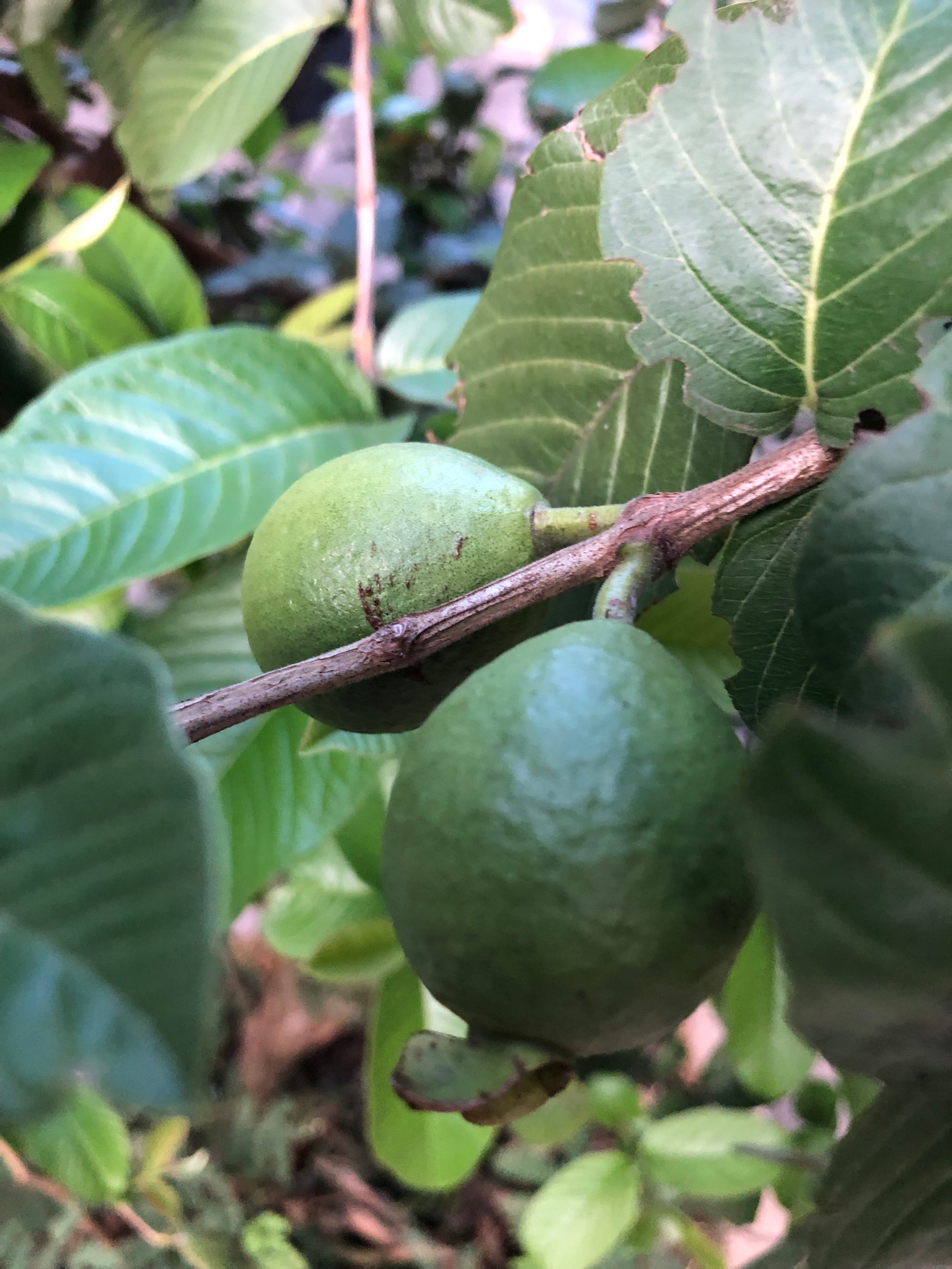 Photo of Brazilian Guava (2/10)