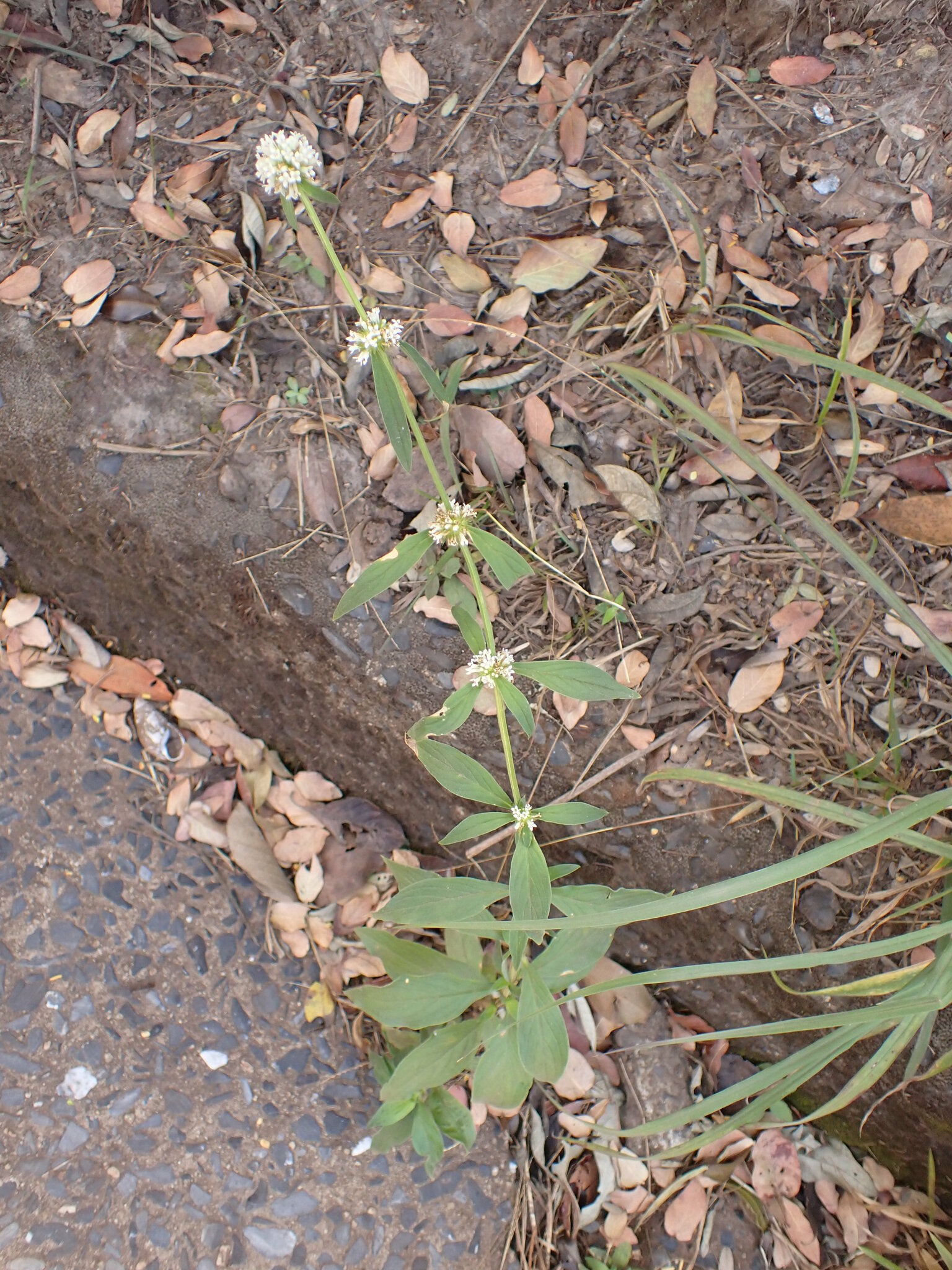Photo of shrubby false buttonweed (9/12)