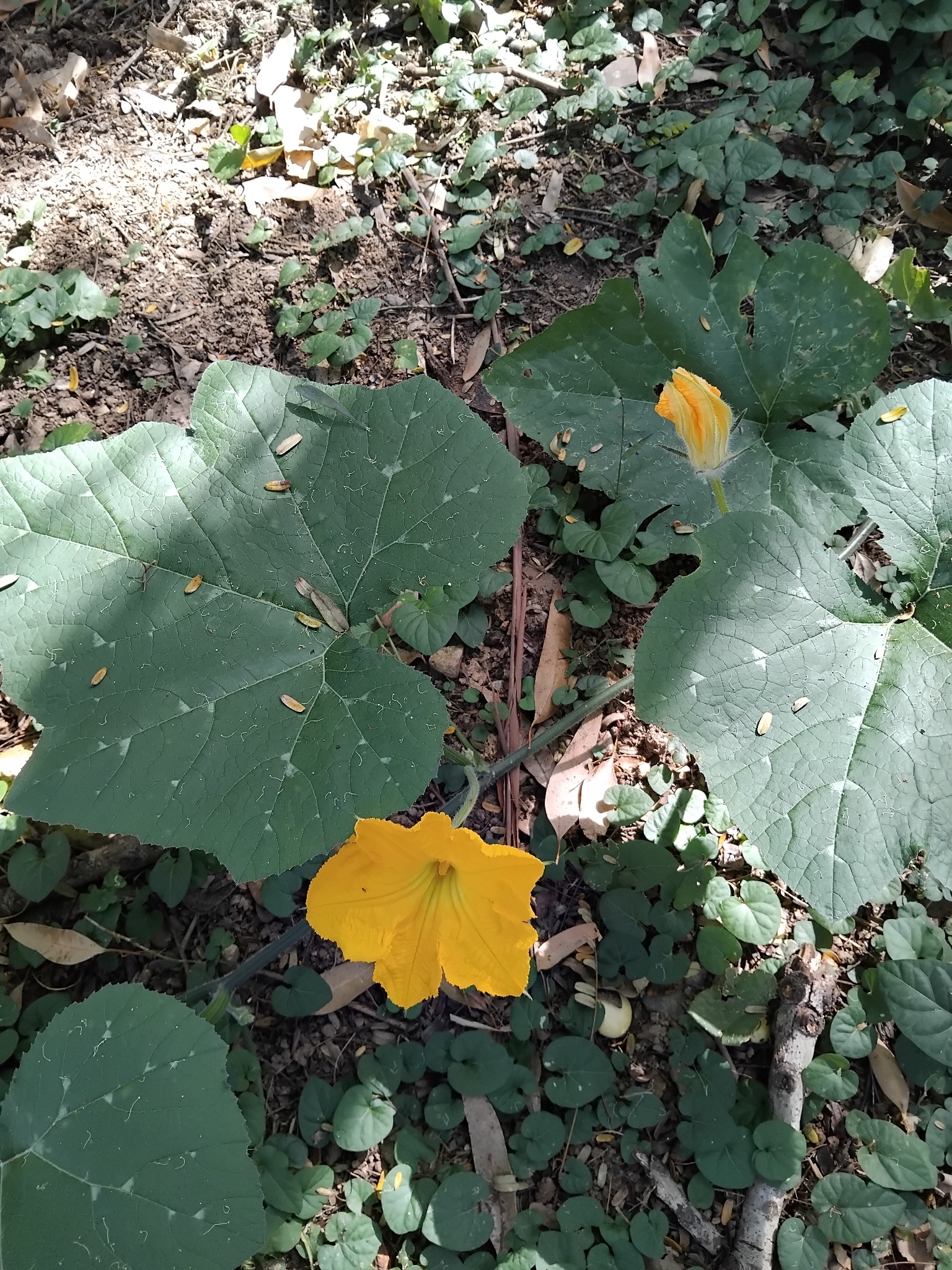 Photo of Cucurbita (3/7)