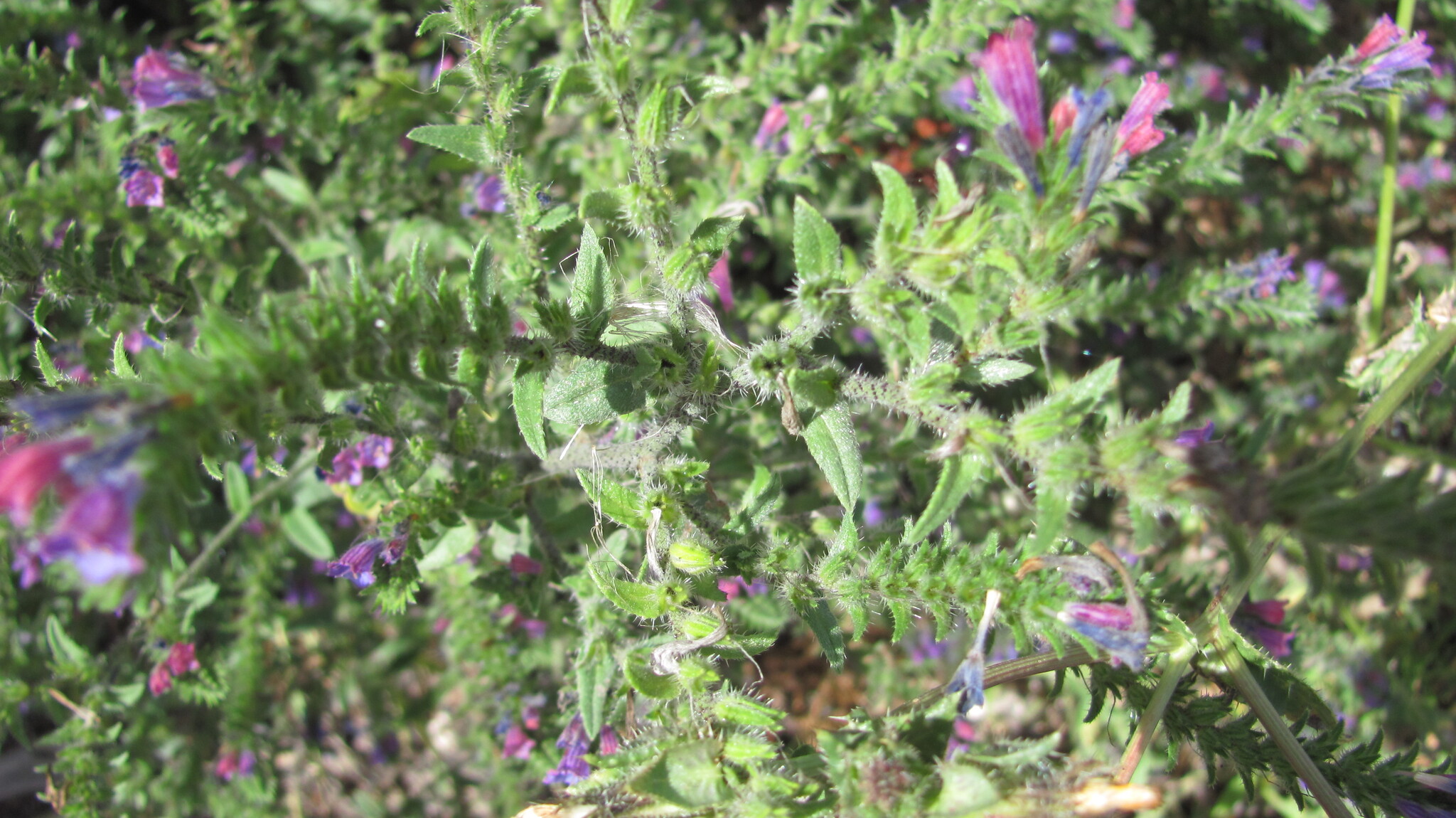 Photo of Echium tuberculatum (7/12)