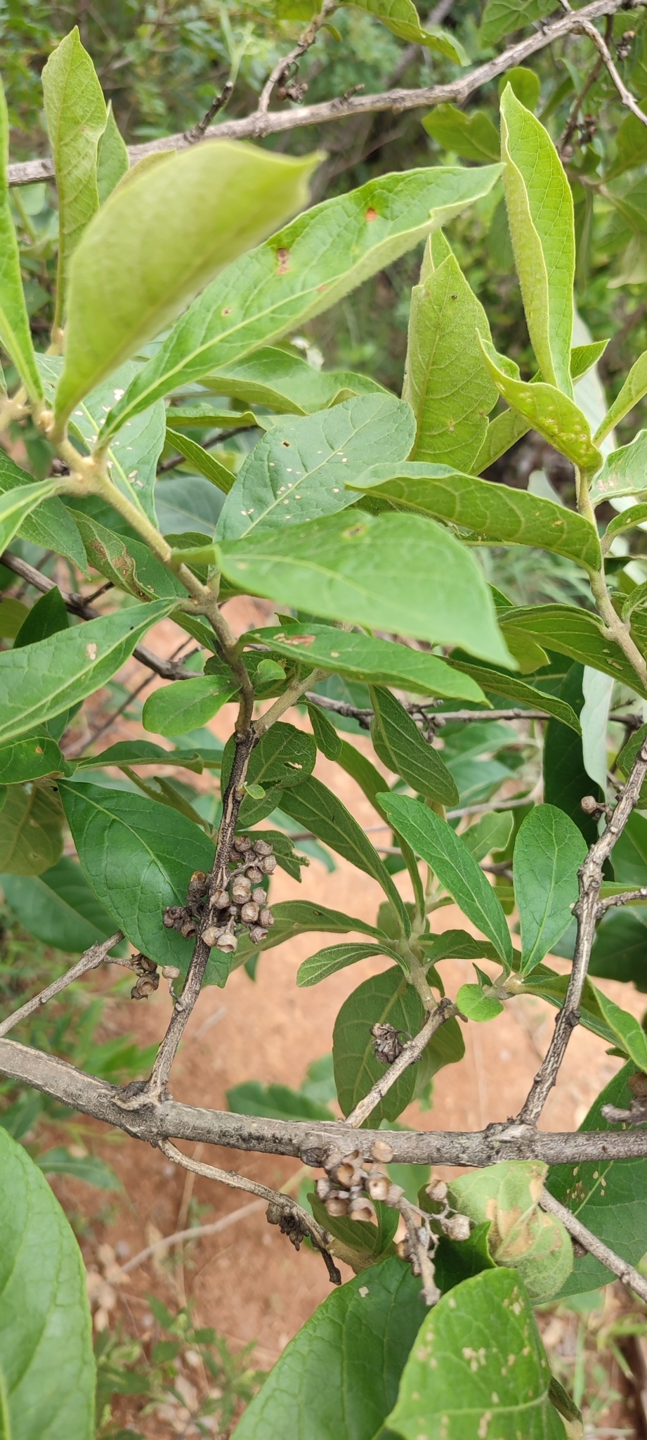 Photo of Aegiphila (2/7)