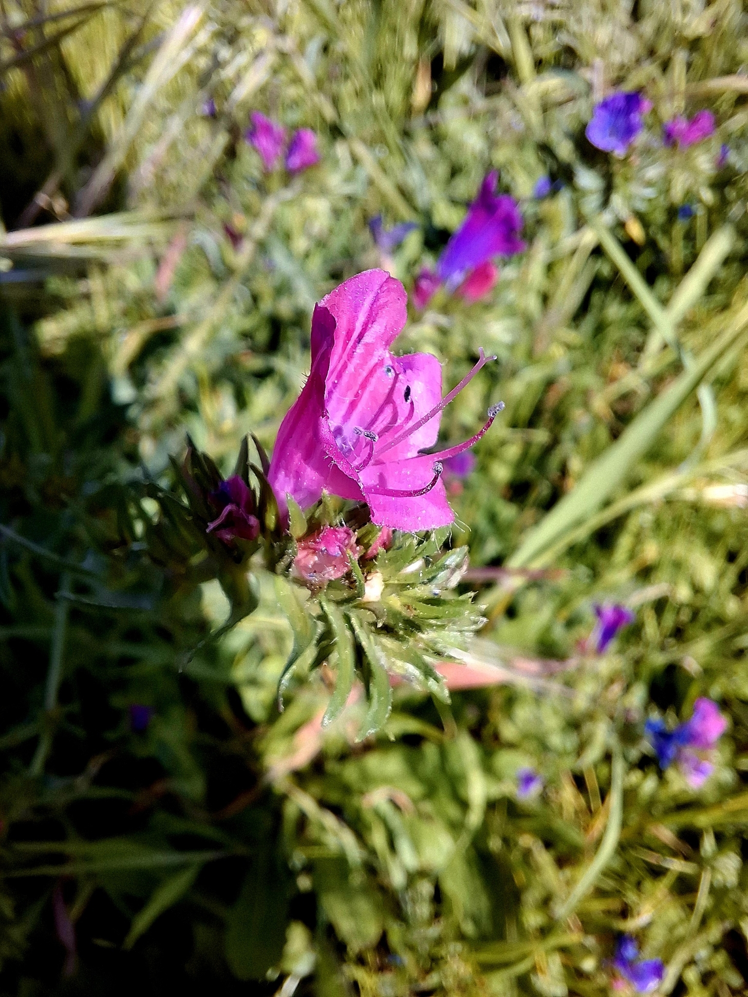 Photo of purple viper's-bugloss (12/12)