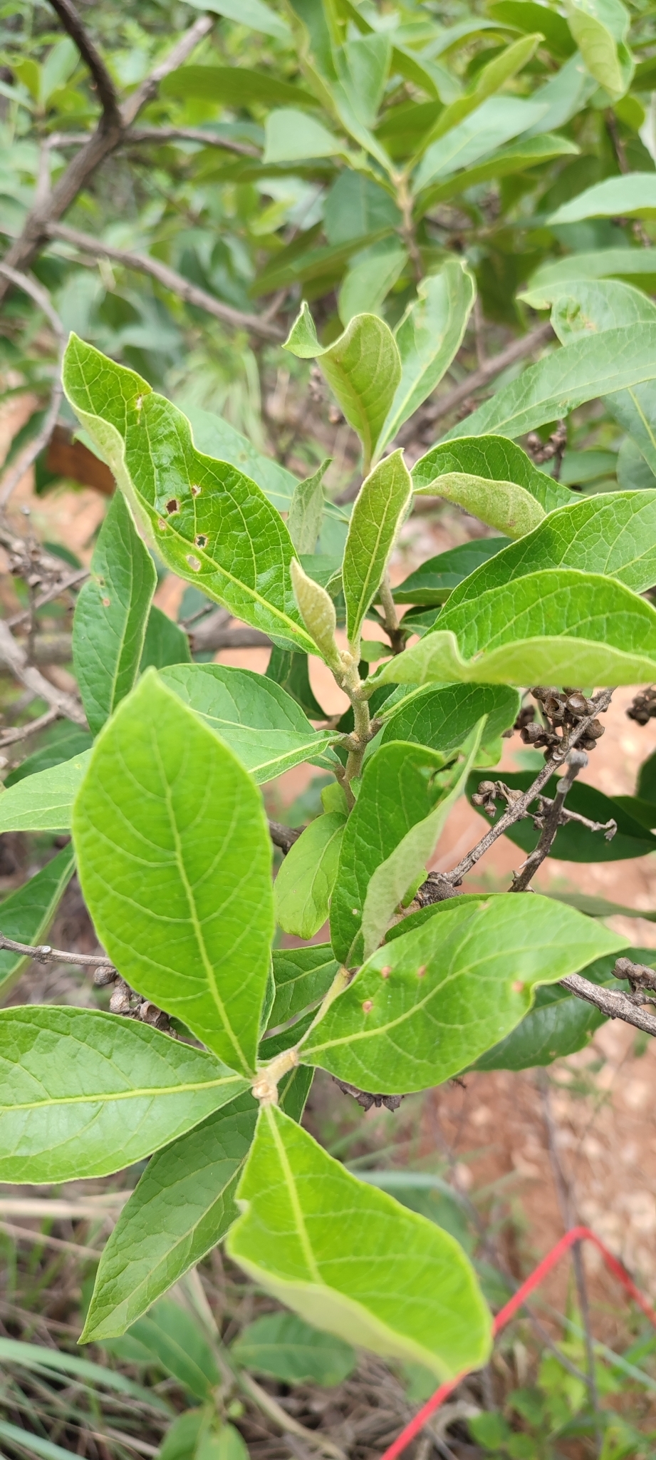 Photo of Aegiphila (1/7)